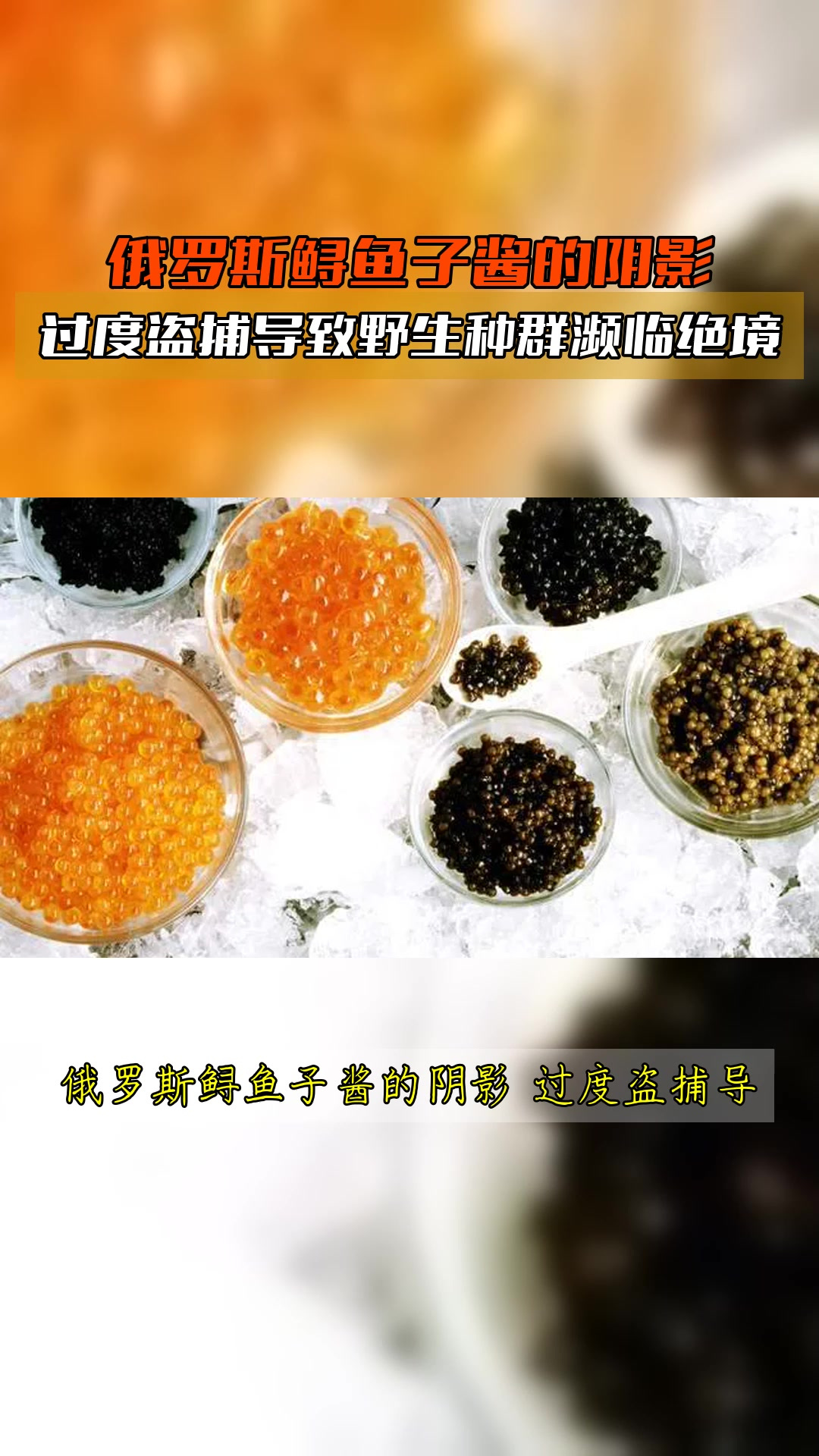 俄罗斯鲟鱼子酱的阴影,过度盗捕导致野生种群濒临绝境