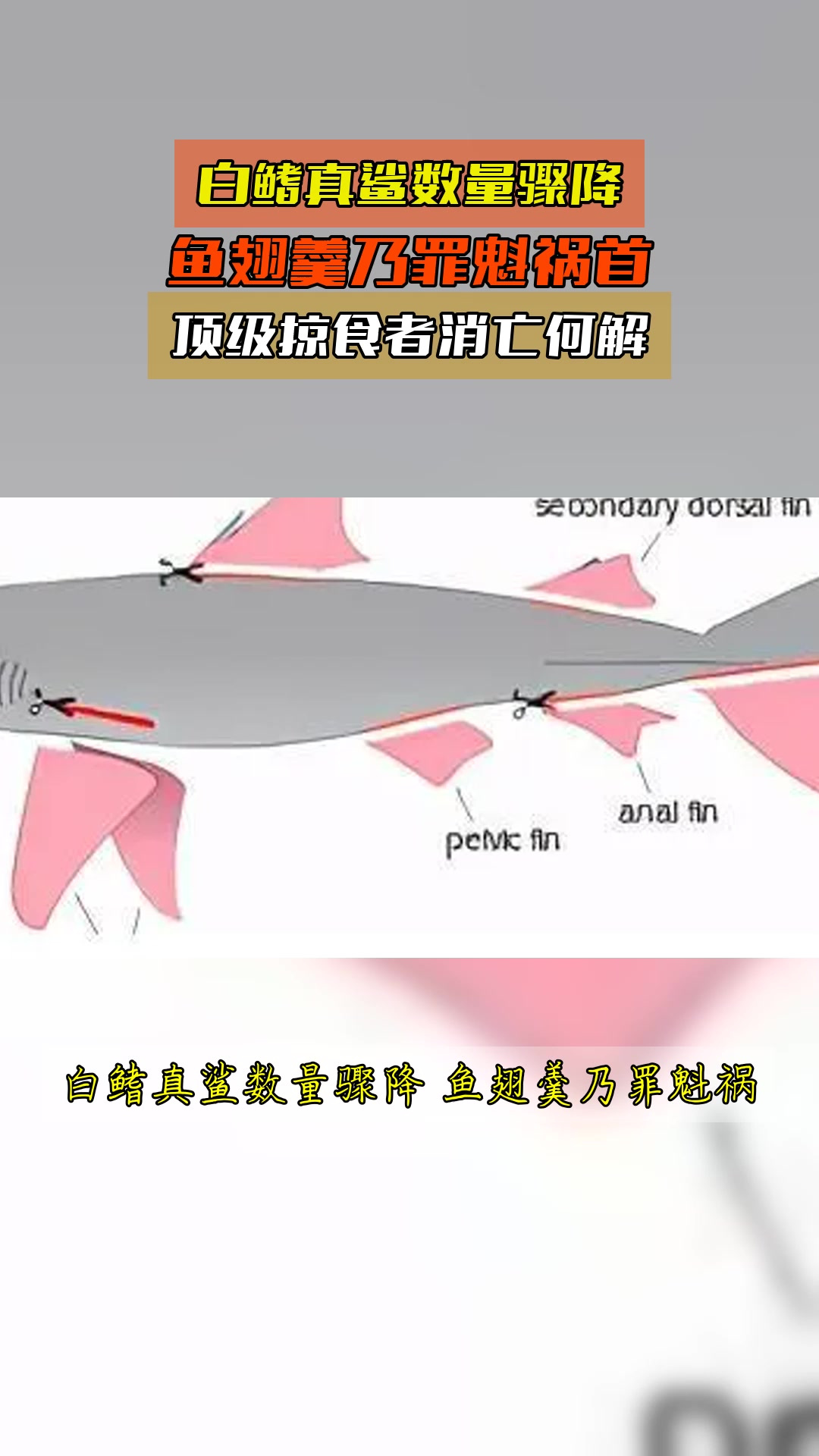 白鳍真鲨数量骤降,鱼翅羹乃罪魁祸首,顶级掠食者消亡何解