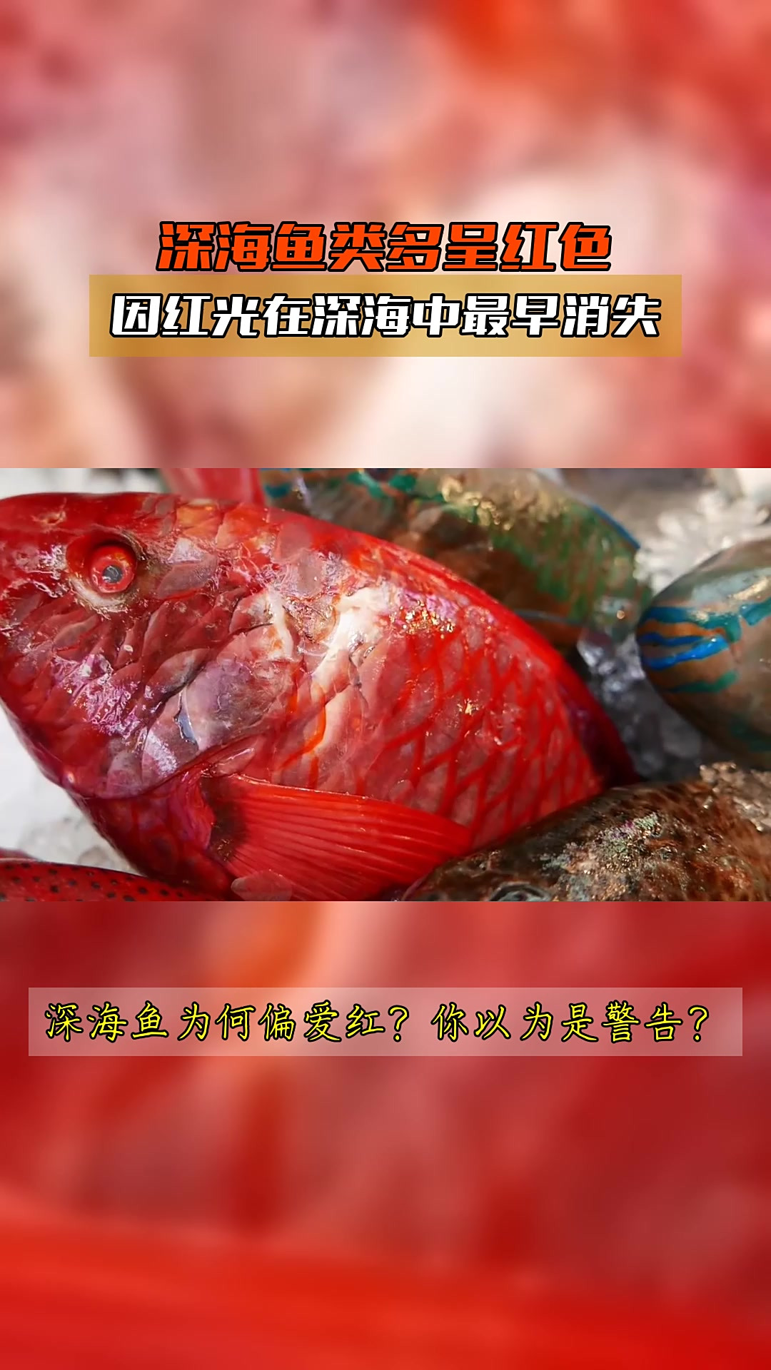 深海鱼类多呈红色，因红光在深海中最早消失