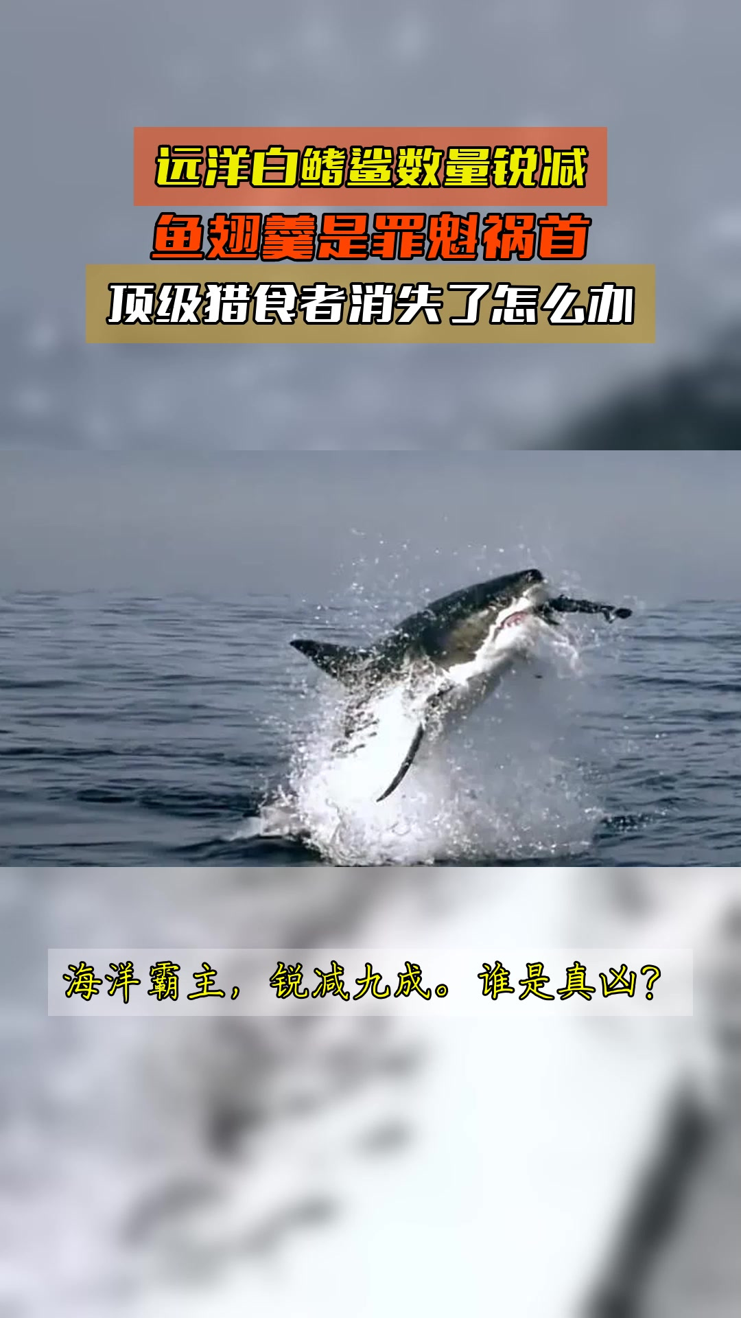 远洋白鳍鲨数量锐减,鱼翅羹是罪魁祸首,顶级猎食者消失了怎么办