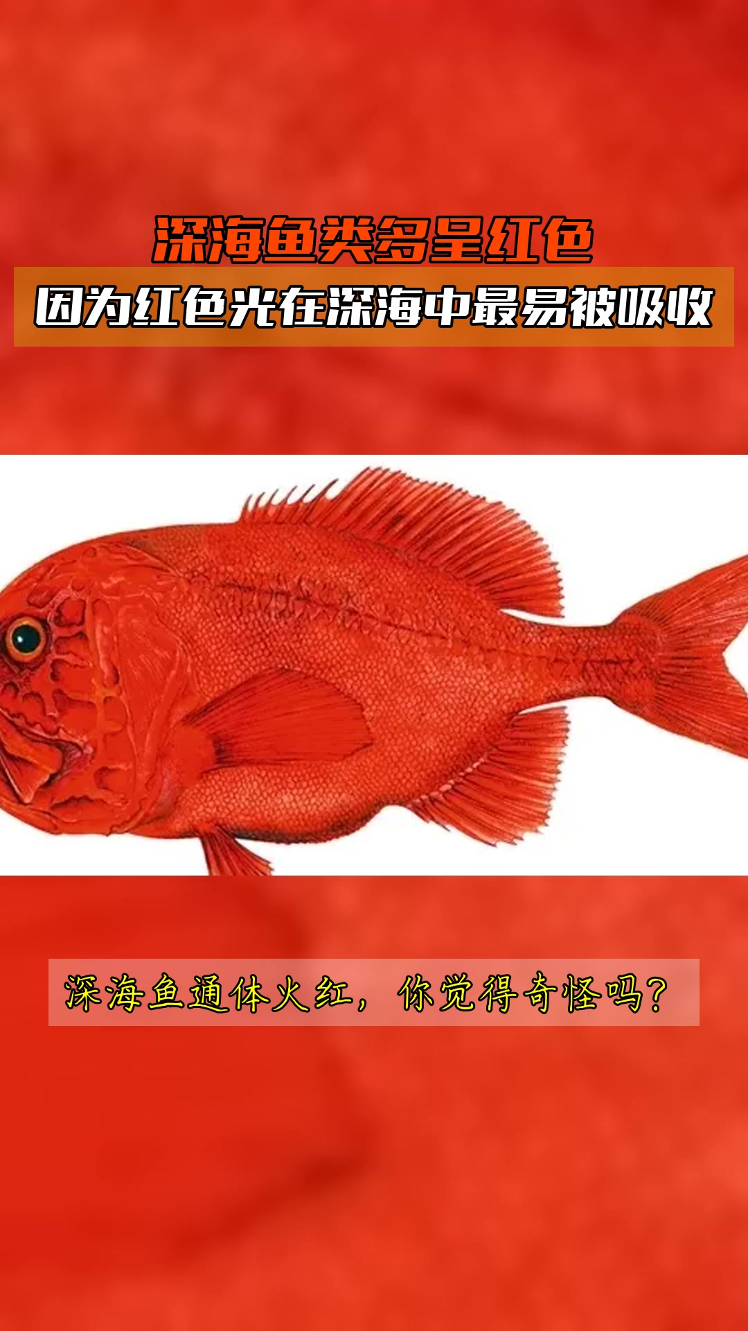深海鱼类多呈红色,因为红色光在深海中最易被吸收