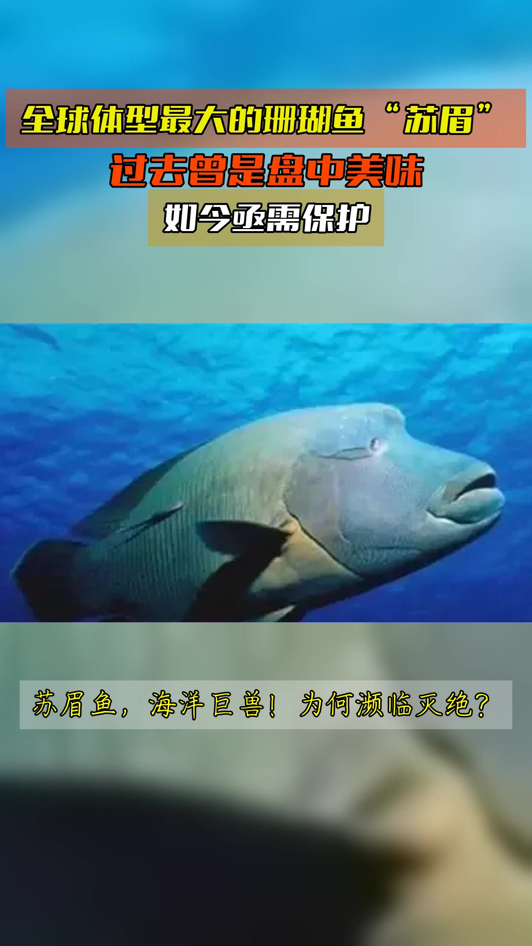 全球体型最大的珊瑚鱼“苏眉”,过去曾是盘中美味,如今亟需保护