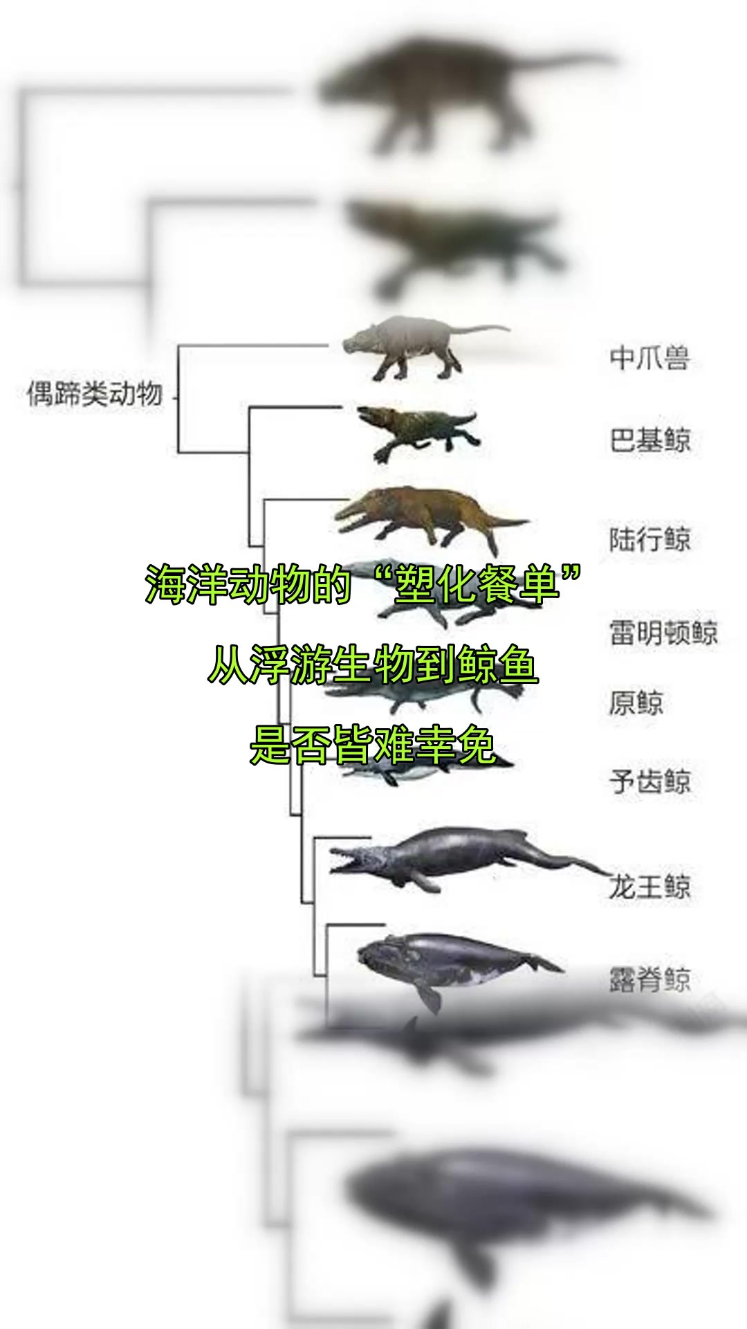 海洋动物的“塑化餐单”,从浮游生物到鲸鱼,是否皆难幸免