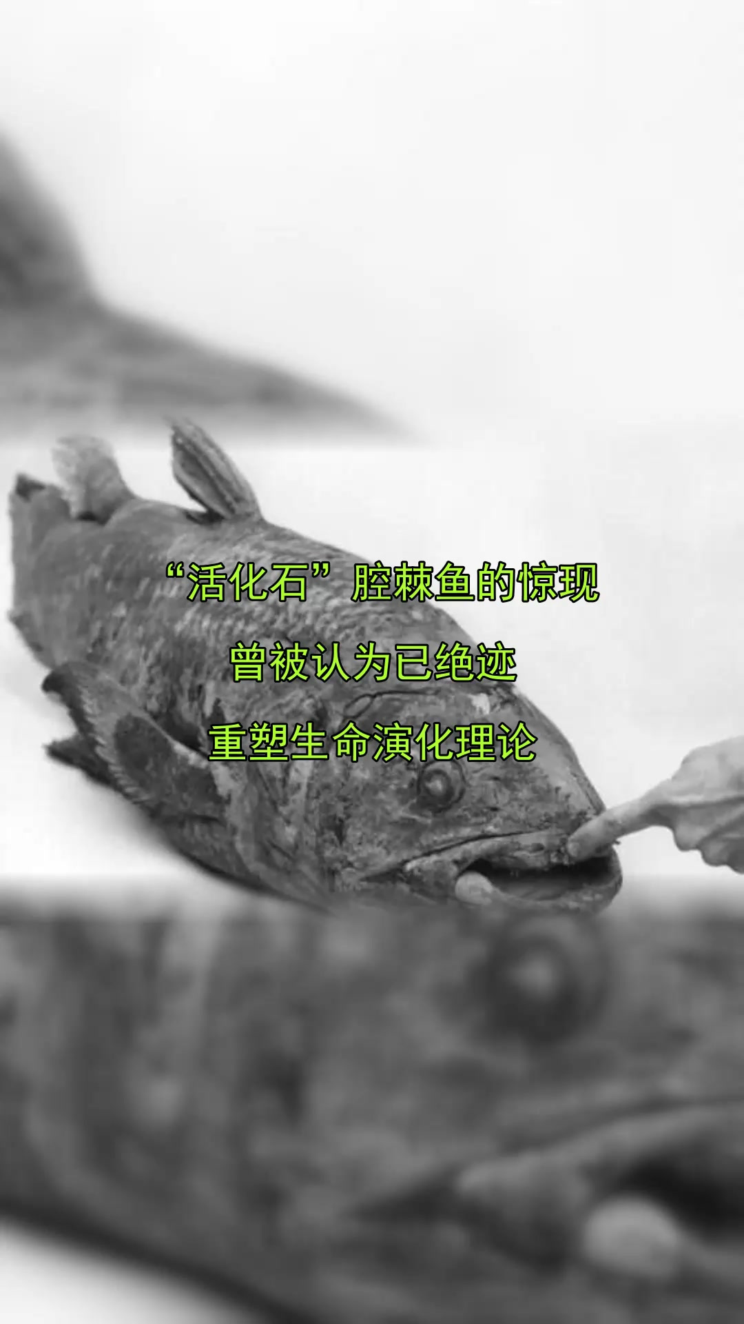 “活化石”腔棘鱼的惊现,曾被认为已绝迹,重塑生命演化理论