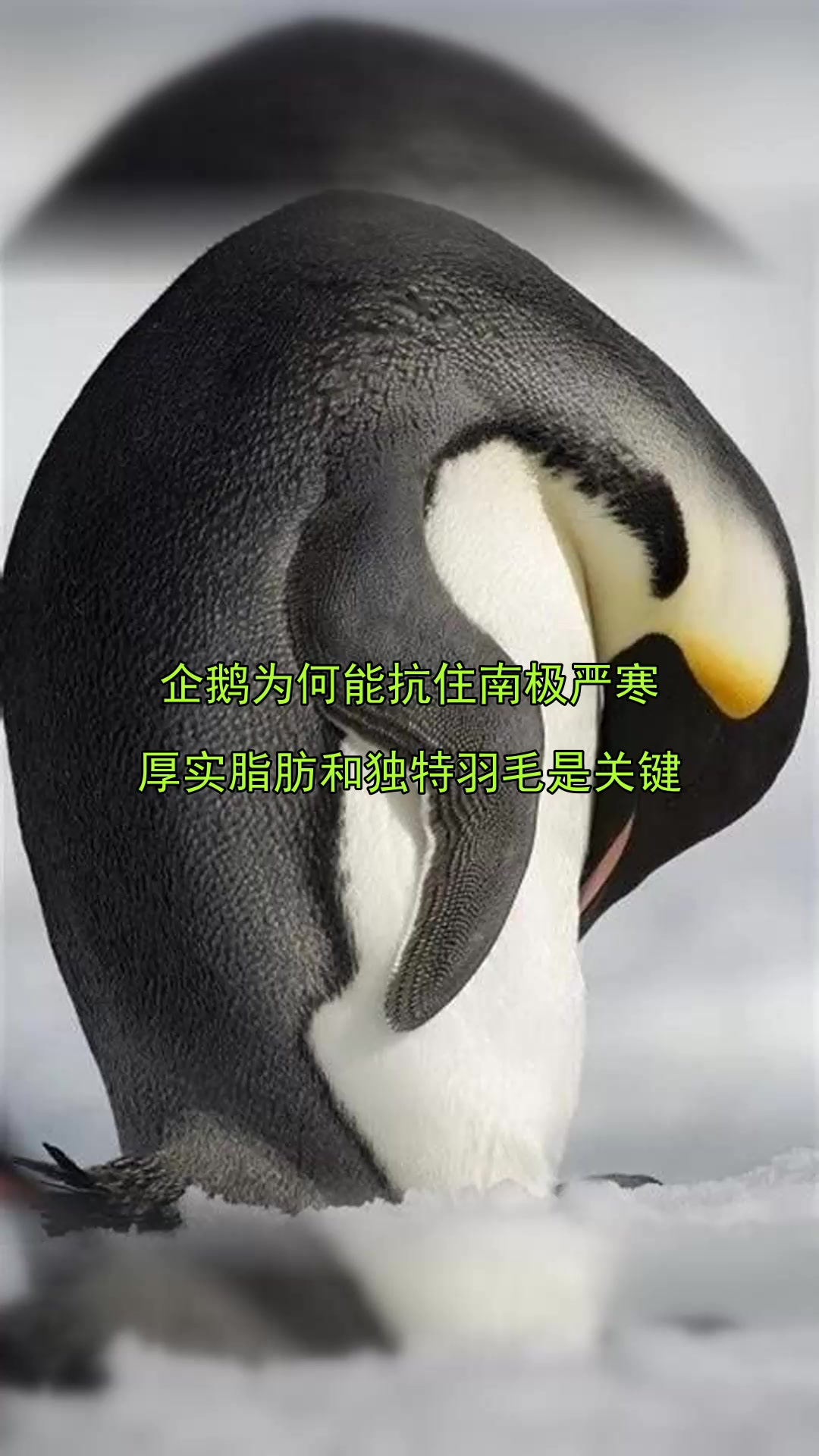企鹅为何能抗住南极严寒,厚实脂肪和独特羽毛是关键