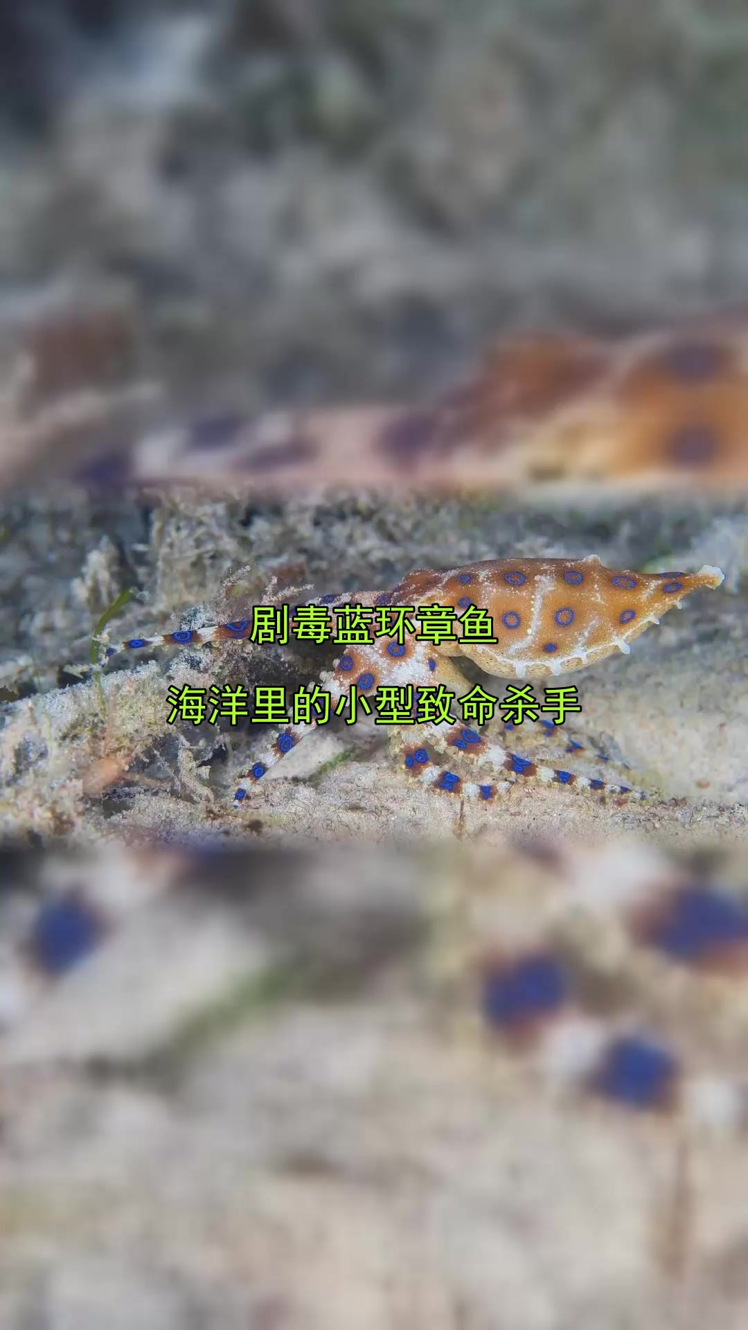 剧毒蓝环章鱼,海洋里的小型致命杀手