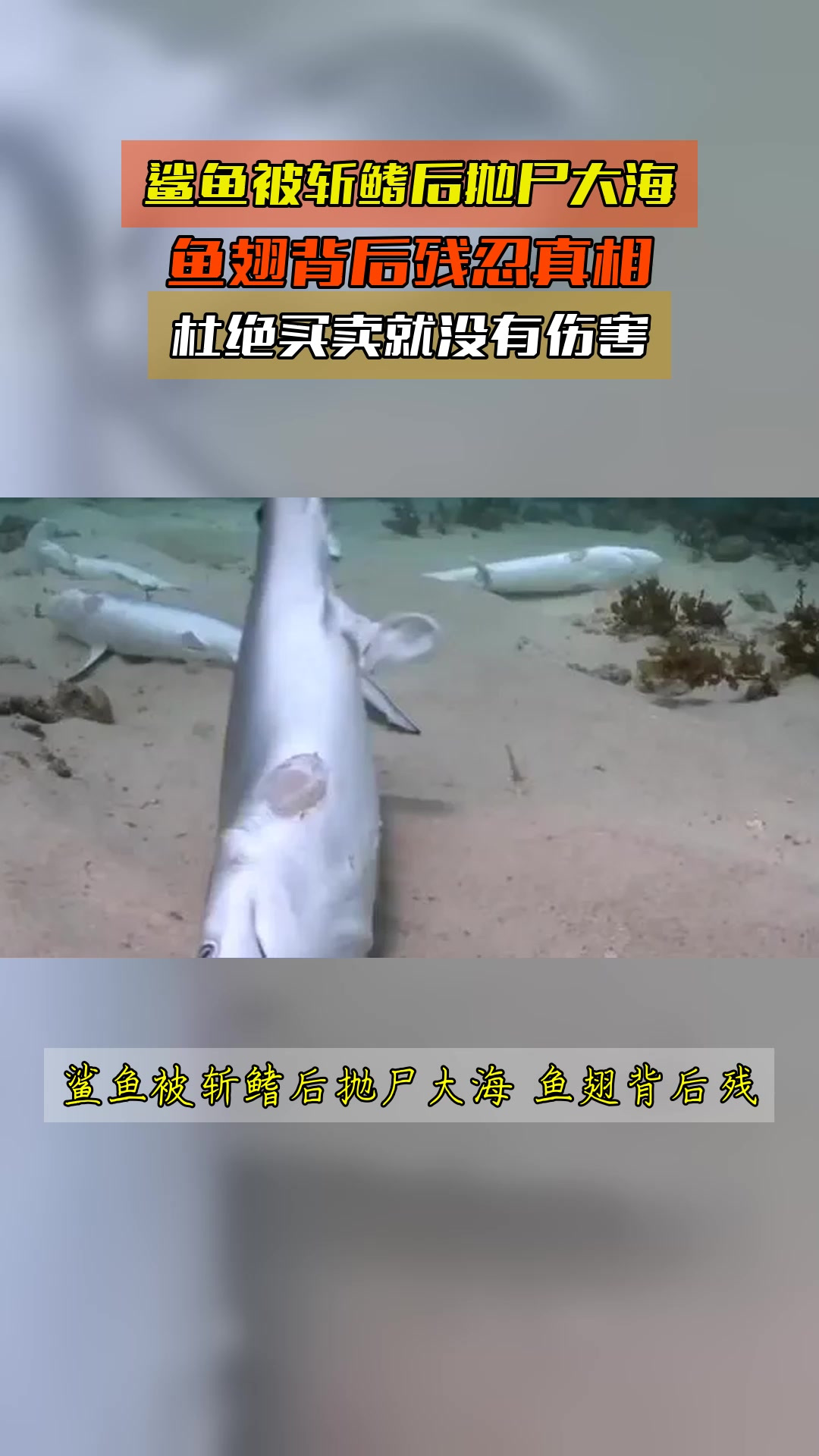 鲨鱼被斩鳍后抛尸大海,鱼翅背后残忍真相,杜绝买卖就没有伤害