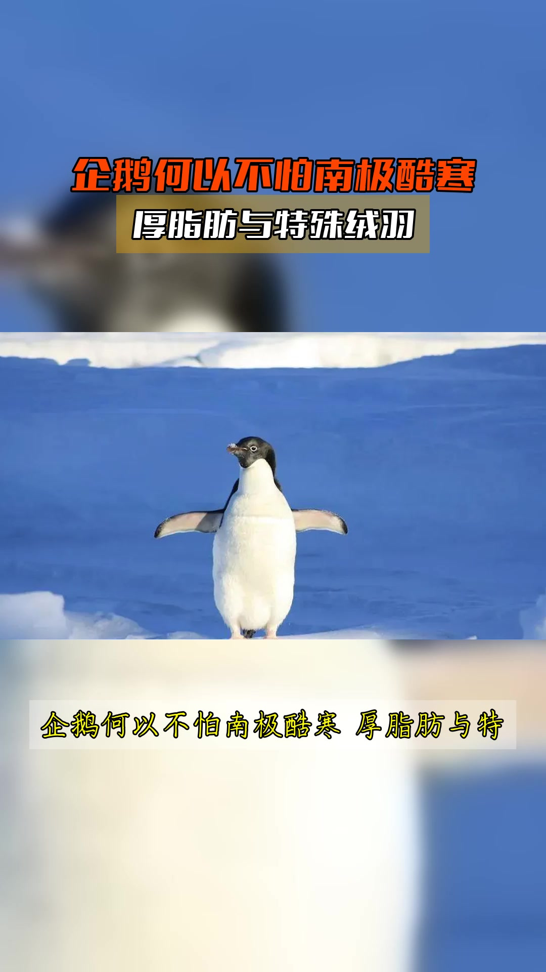 企鹅何以不怕南极酷寒,厚脂肪与特殊绒羽