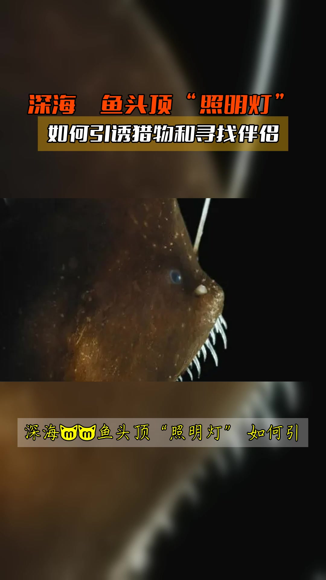 深海鮟鱇鱼头顶“照明灯”,如何引诱猎物和寻找伴侣