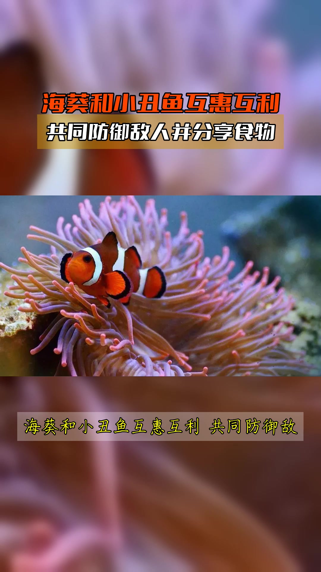 海葵和小丑鱼互惠互利,共同防御敌人并分享食物