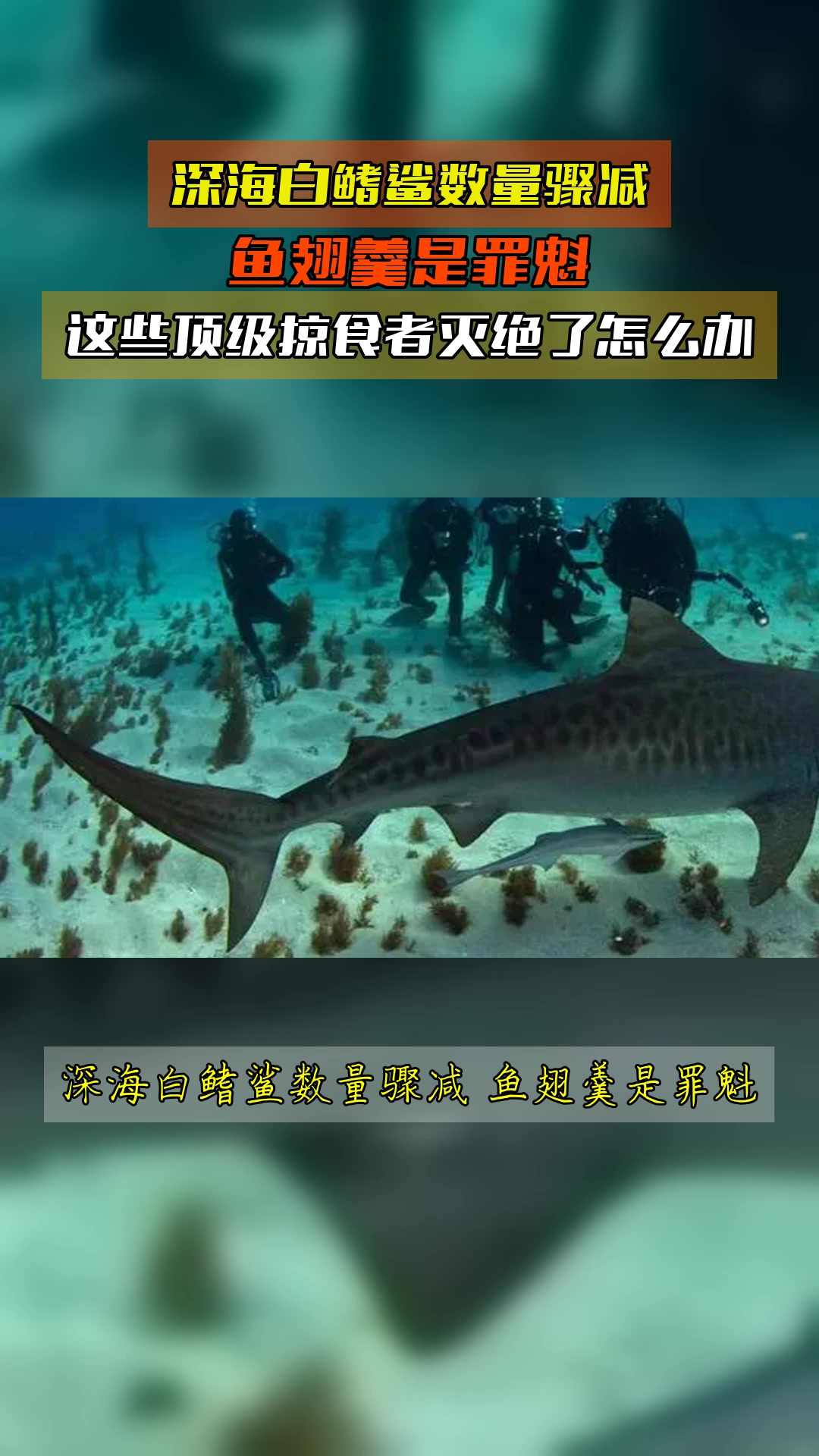 深海白鳍鲨数量骤减,鱼翅羹是罪魁,这些顶级掠食者灭绝了怎么办