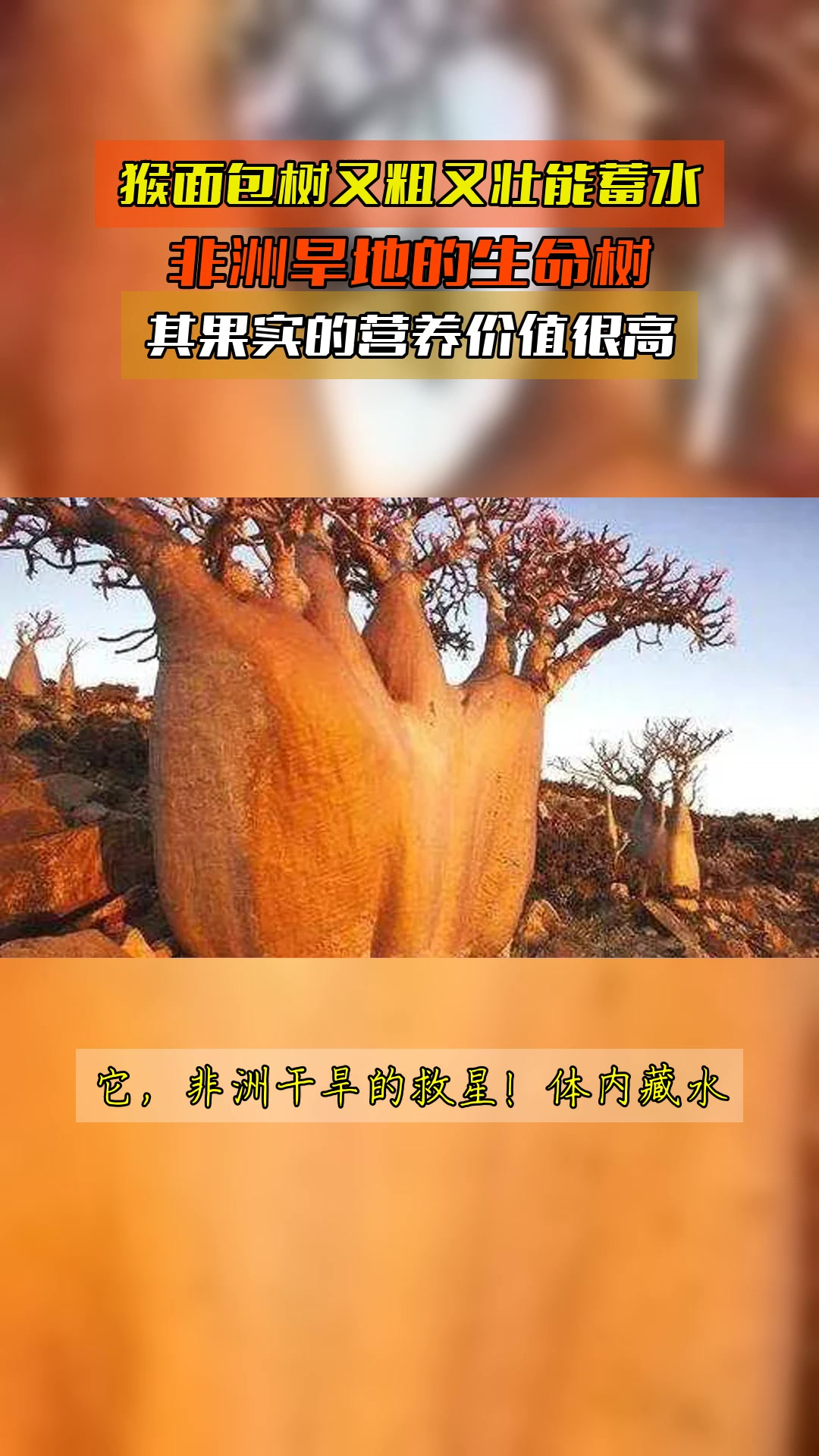 猴面包树又粗又壮能蓄水,非洲旱地的生命树,其果实的营养价值很