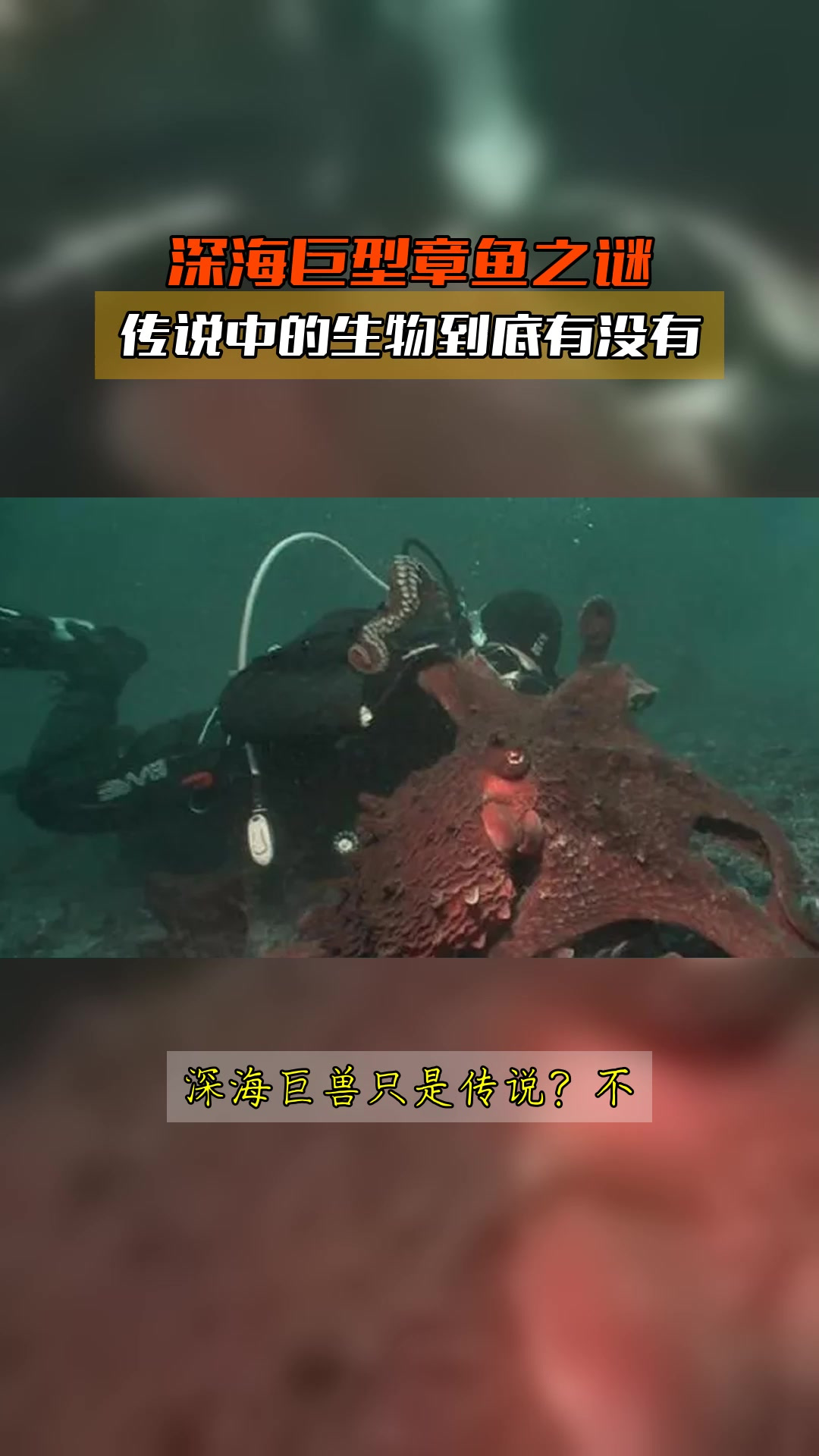 深海巨型章鱼之谜,传说中的生物到底有没有