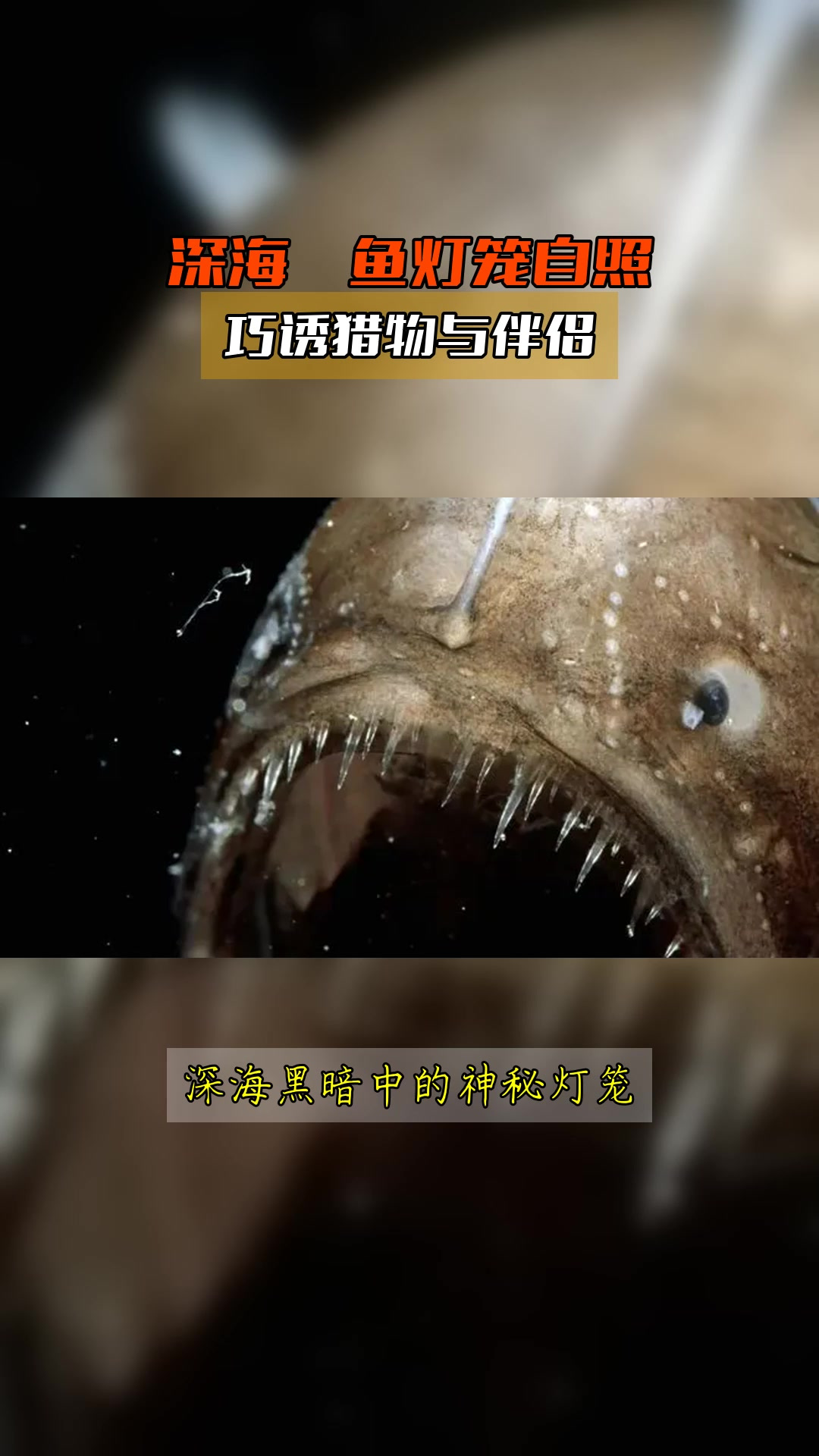深海鮟鱇鱼灯笼自照,巧诱猎物与伴侣