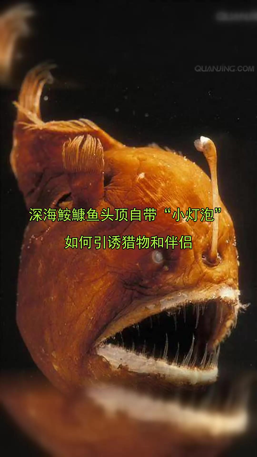 深海鮟鱇鱼头顶自带“小灯泡”,如何引诱猎物和伴侣