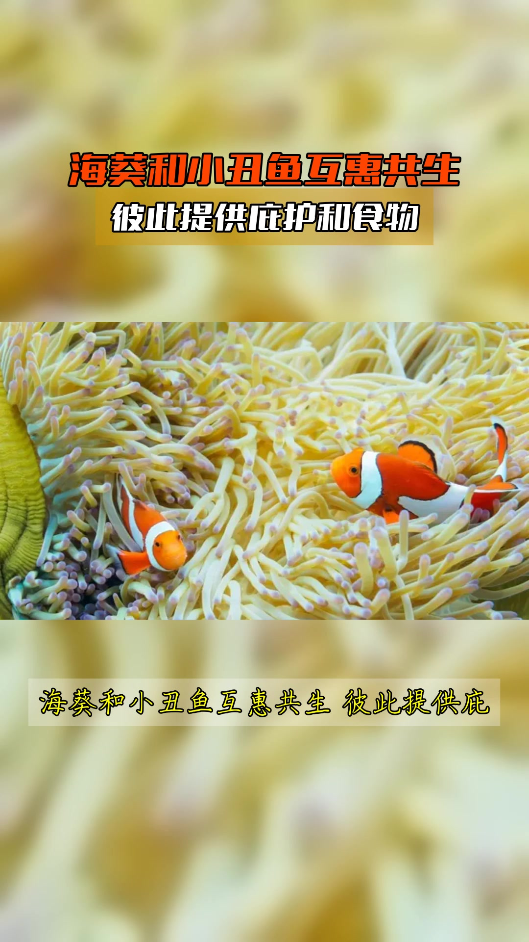 海葵和小丑鱼互惠共生,彼此提供庇护和食物