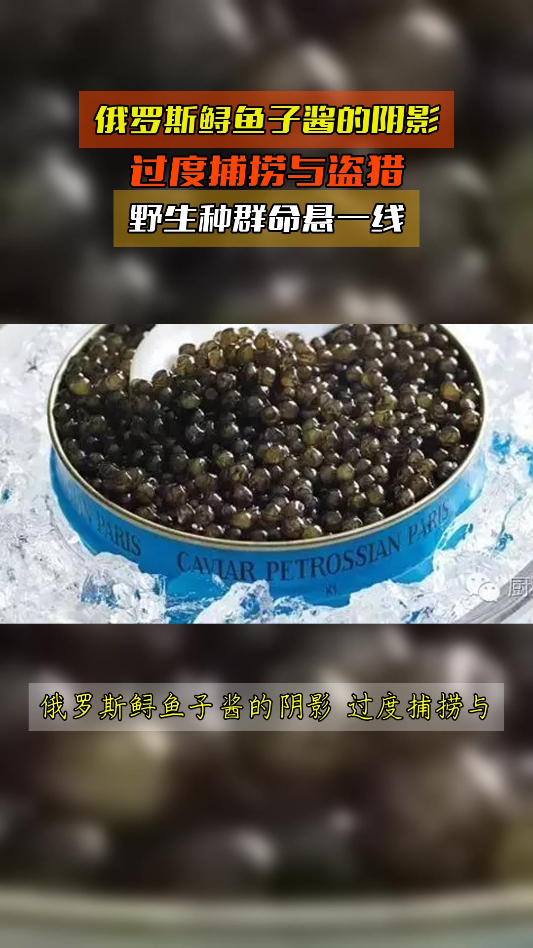 俄罗斯鲟鱼子酱的阴影,过度捕捞与盗猎,野生种群命悬一线
