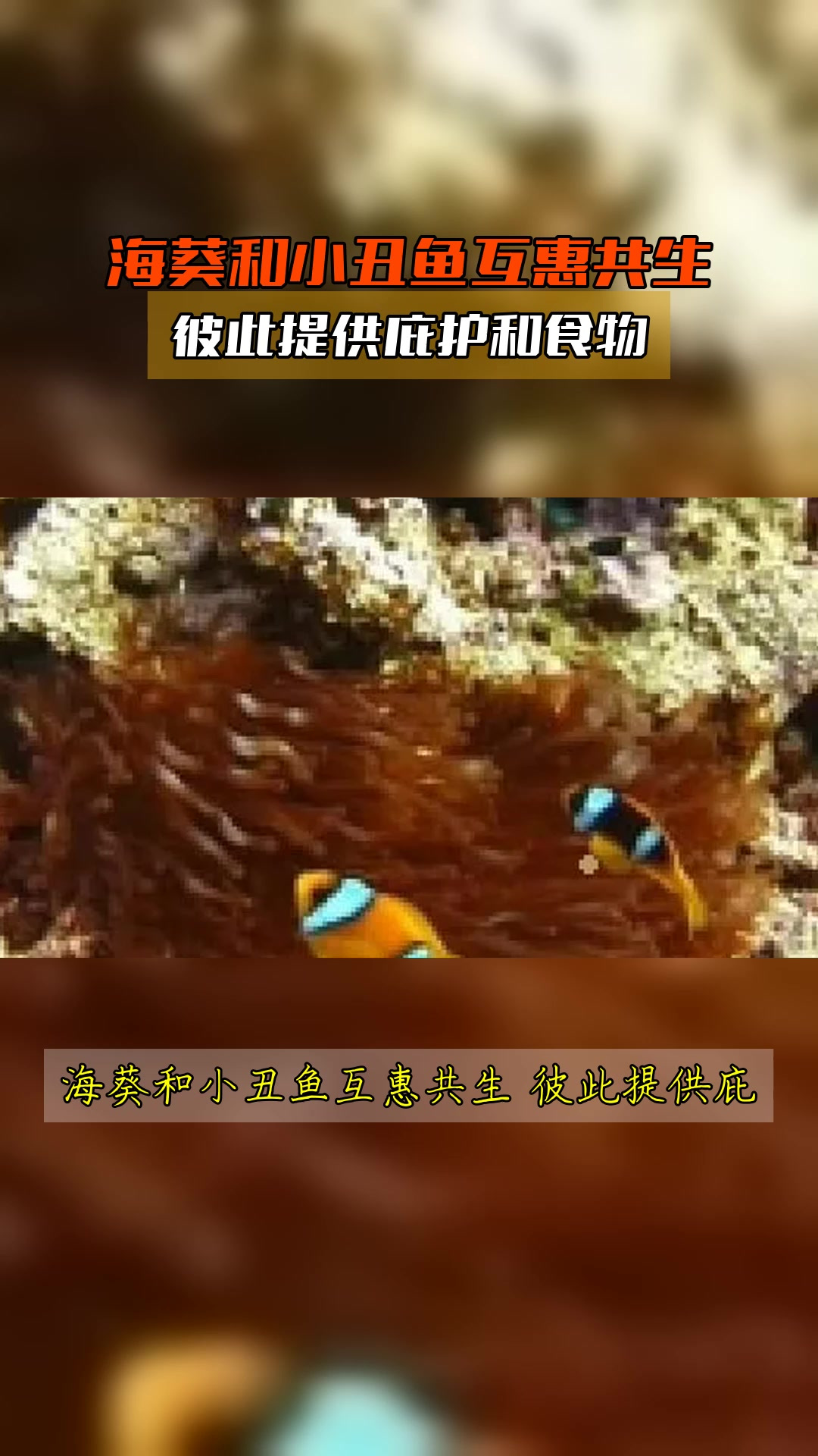 海葵和小丑鱼互惠共生,彼此提供庇护和食物