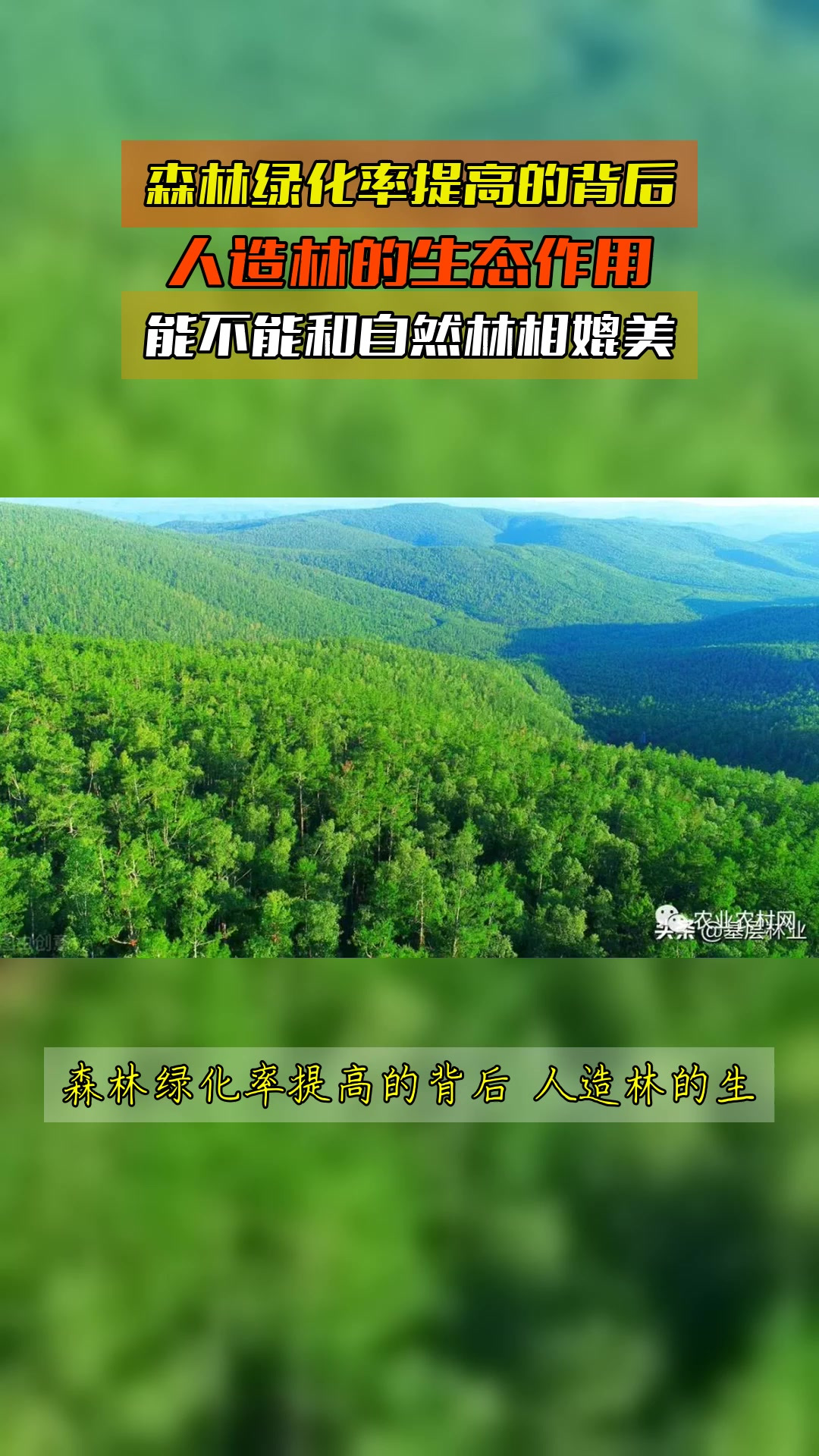 森林绿化率提高的背后,人造林的生态作用,能不能和自然林相媲美