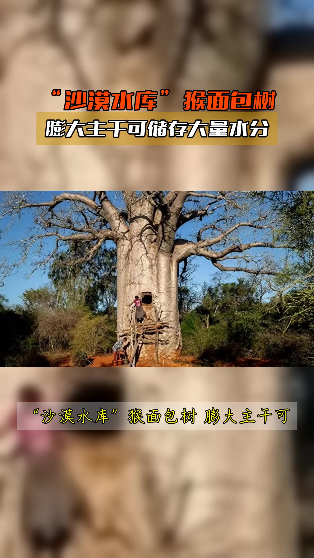 “沙漠水库”猴面包树,膨大主干可储存大量水分
