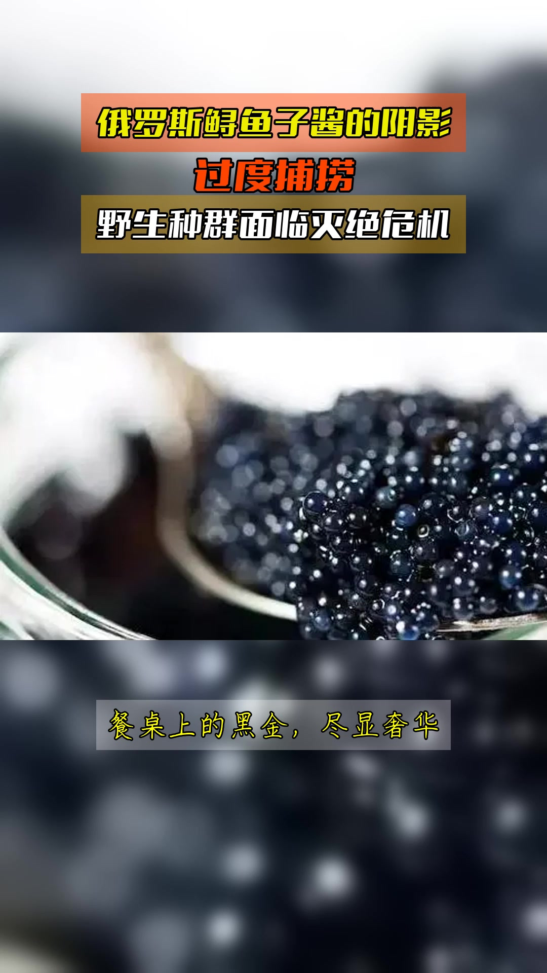 俄罗斯鲟鱼子酱的阴影,过度捕捞,野生种群面临灭绝危机
