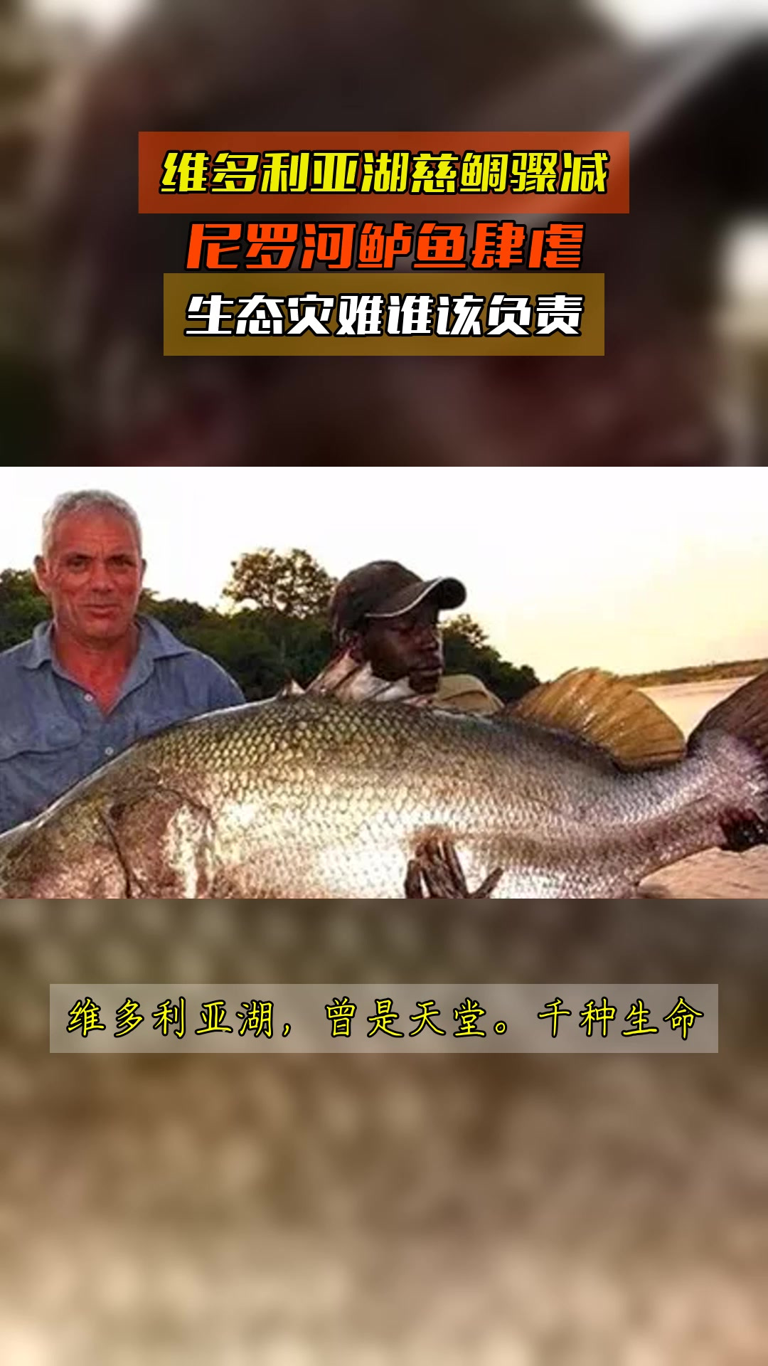 维多利亚湖慈鲷骤减,尼罗河鲈鱼肆虐,生态灾难谁该负责
