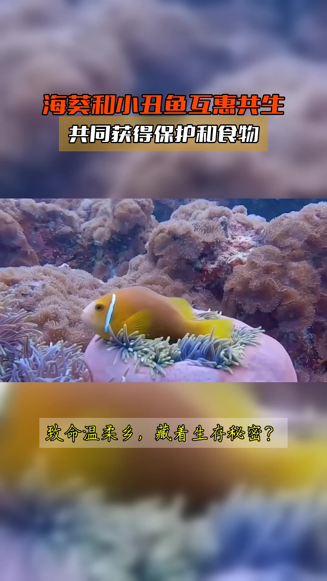 海葵和小丑鱼互惠共生,共同获得保护和食物