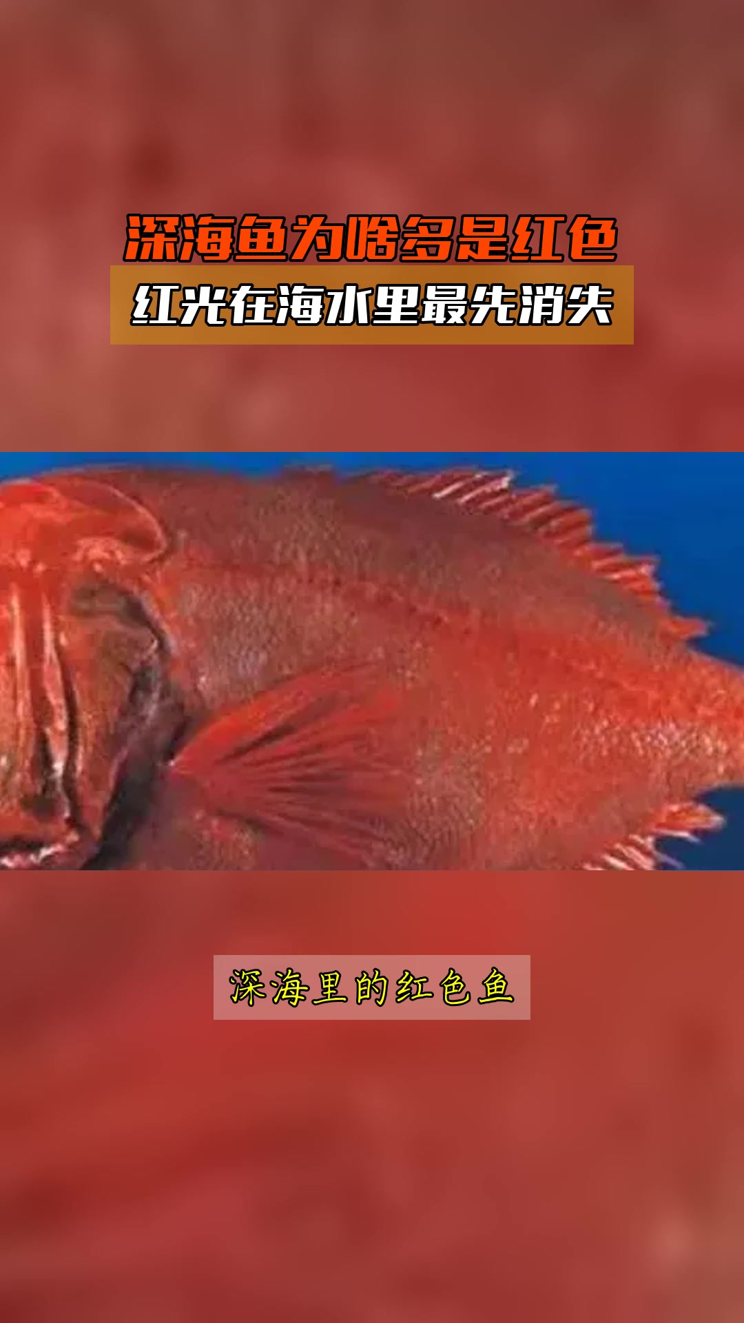 深海鱼为啥多是红色,红光在海水里最先消失