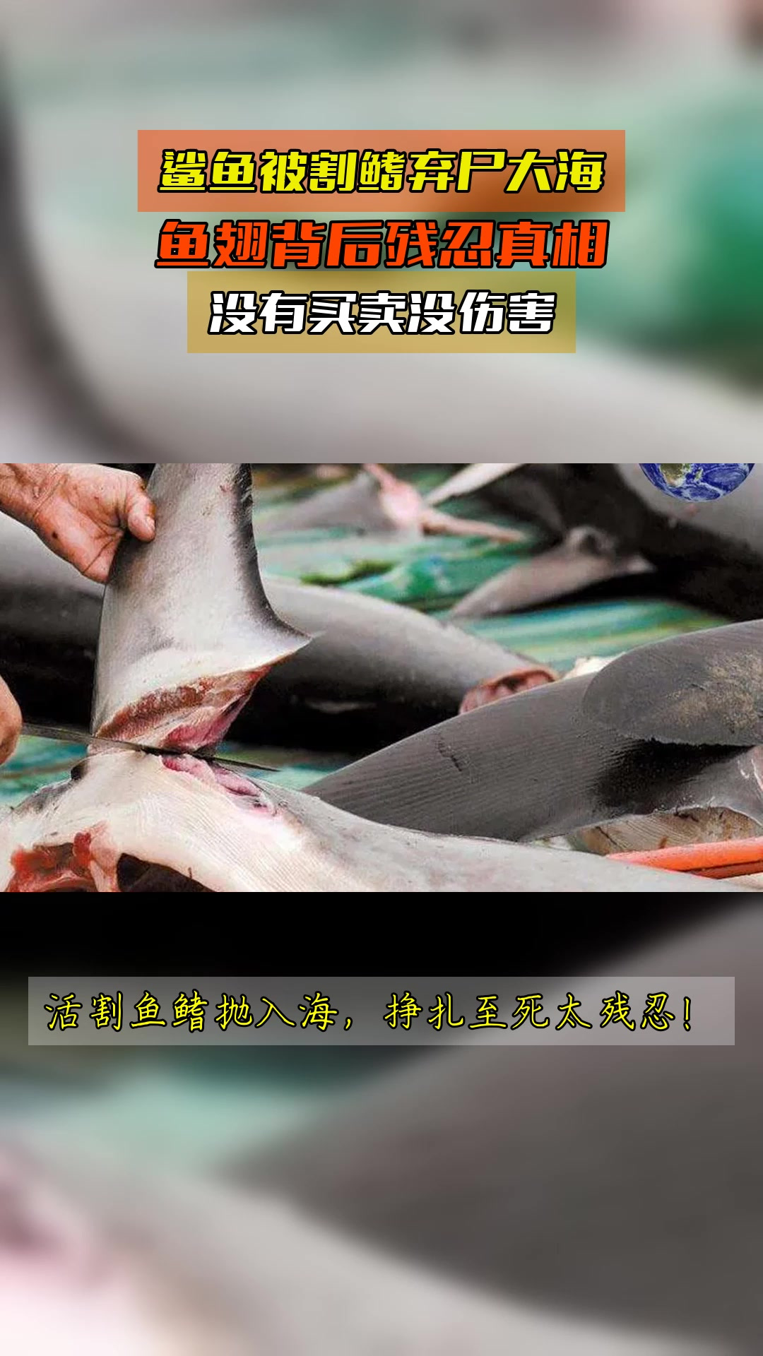 鲨鱼被割鳍弃尸大海,鱼翅背后残忍真相,没有买卖没伤害
