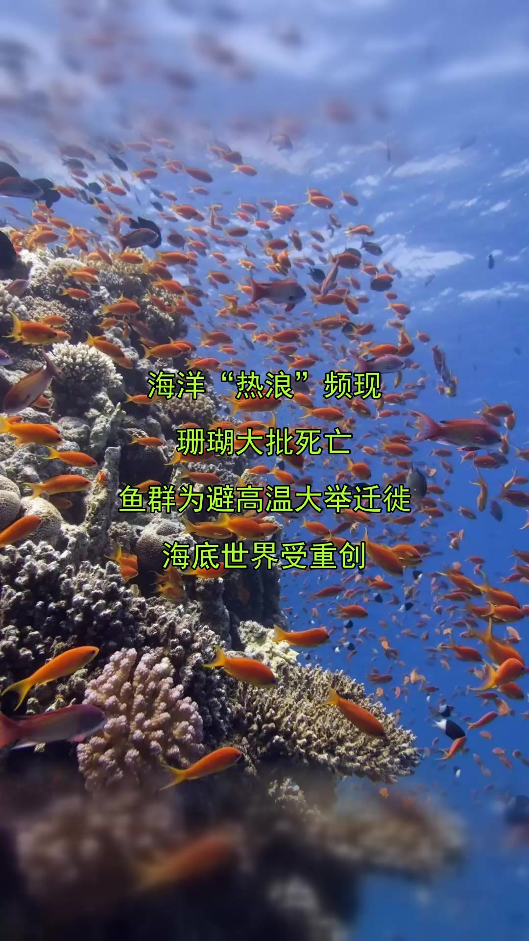 海洋“热浪”频现，珊瑚大批死亡，鱼群为避高温大举迁徙，海底世
