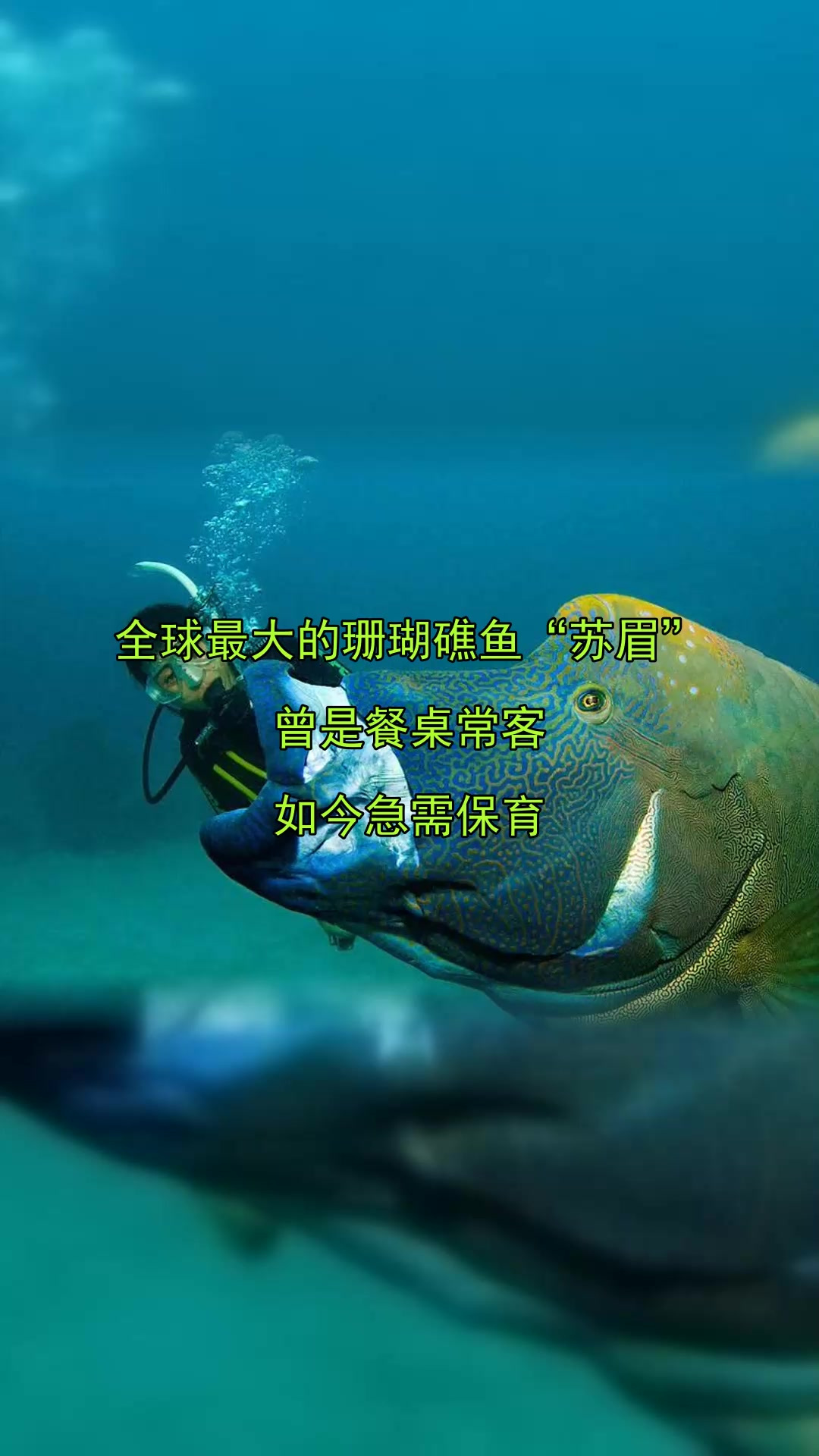全球最大的珊瑚礁鱼“苏眉”,曾是餐桌常客,如今急需保育