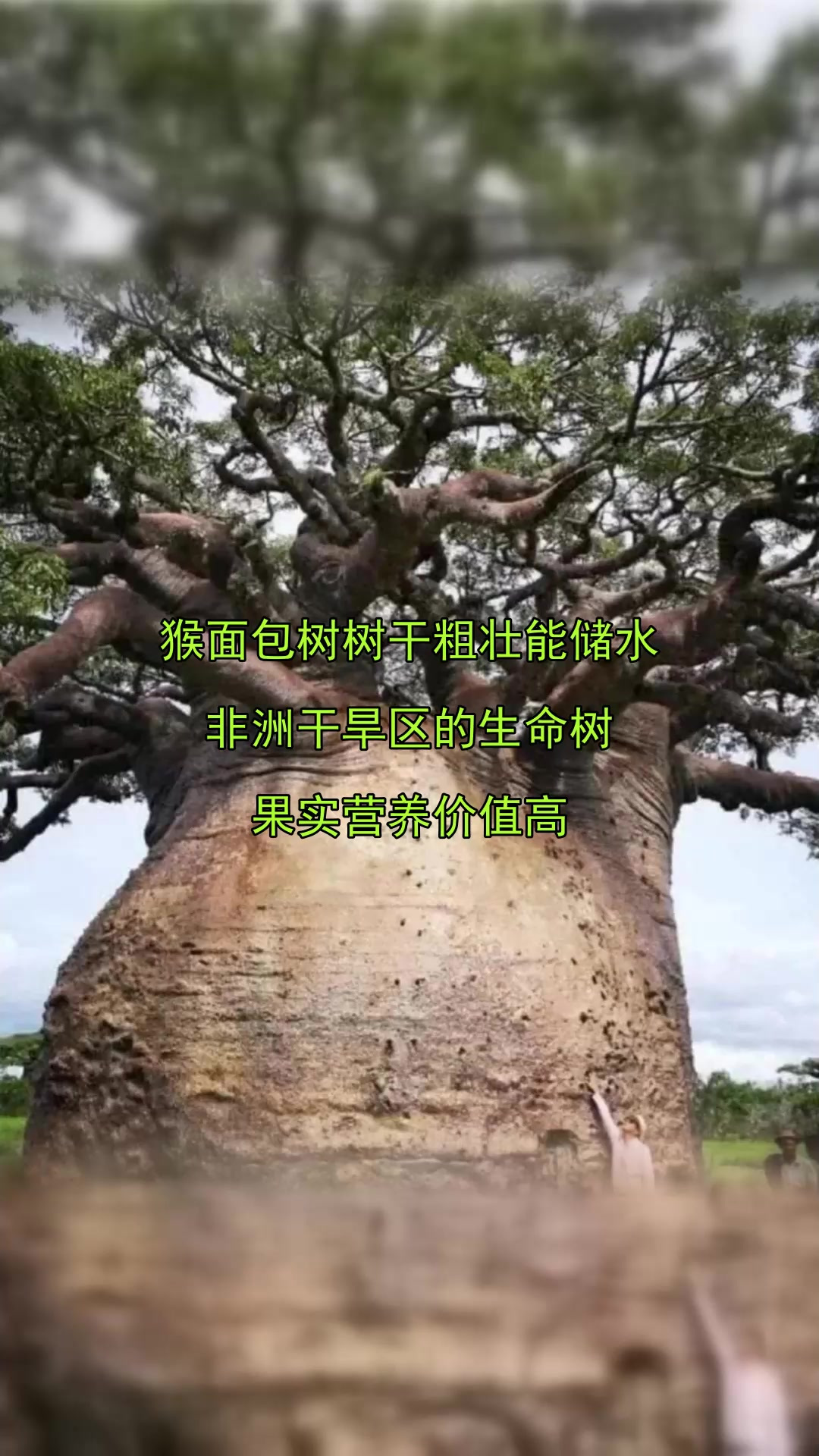 猴面包树树干粗壮能储水,非洲干旱区的生命树,果实营养价值高