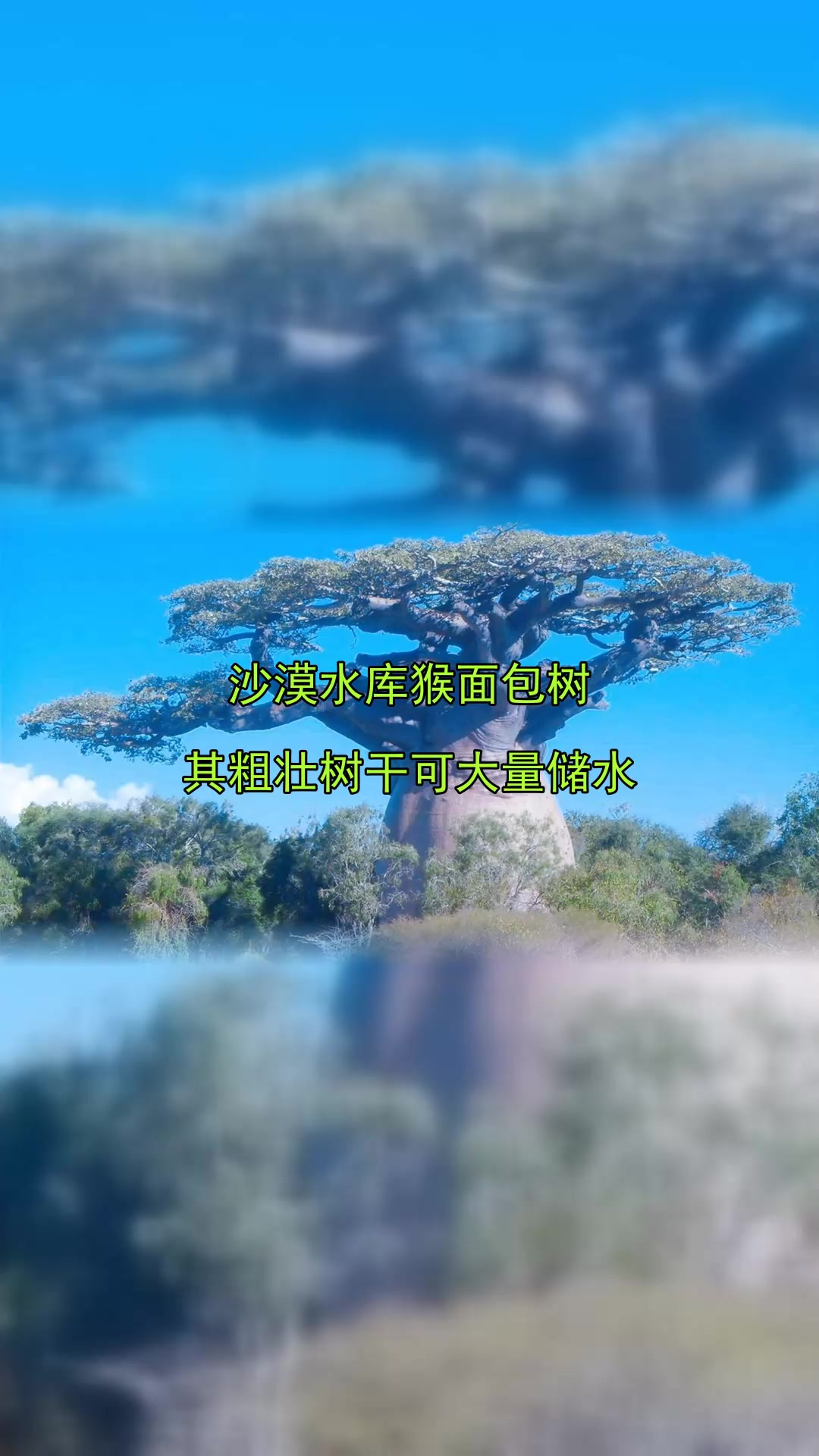沙漠水库猴面包树,其粗壮树干可大量储水