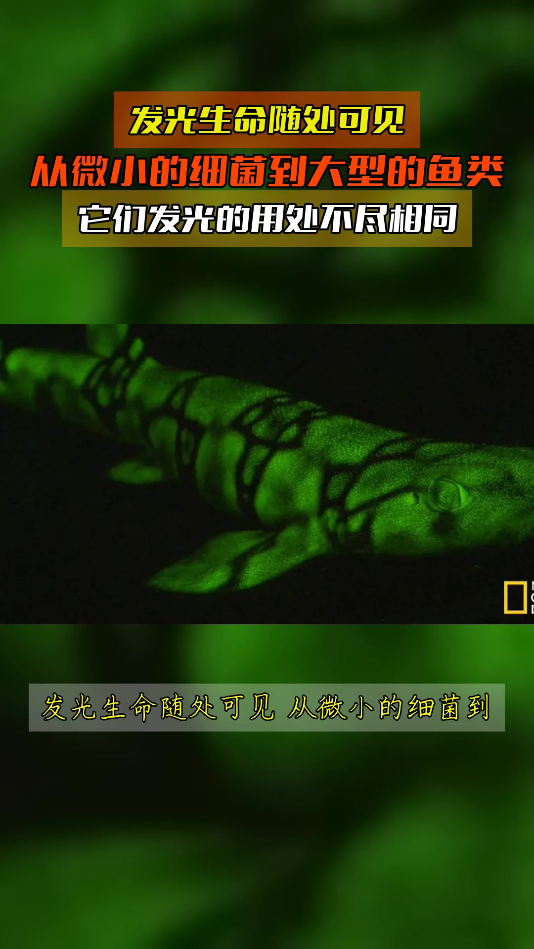 发光生命随处可见,从微小的细菌到大型的鱼类,它们发光的用处不