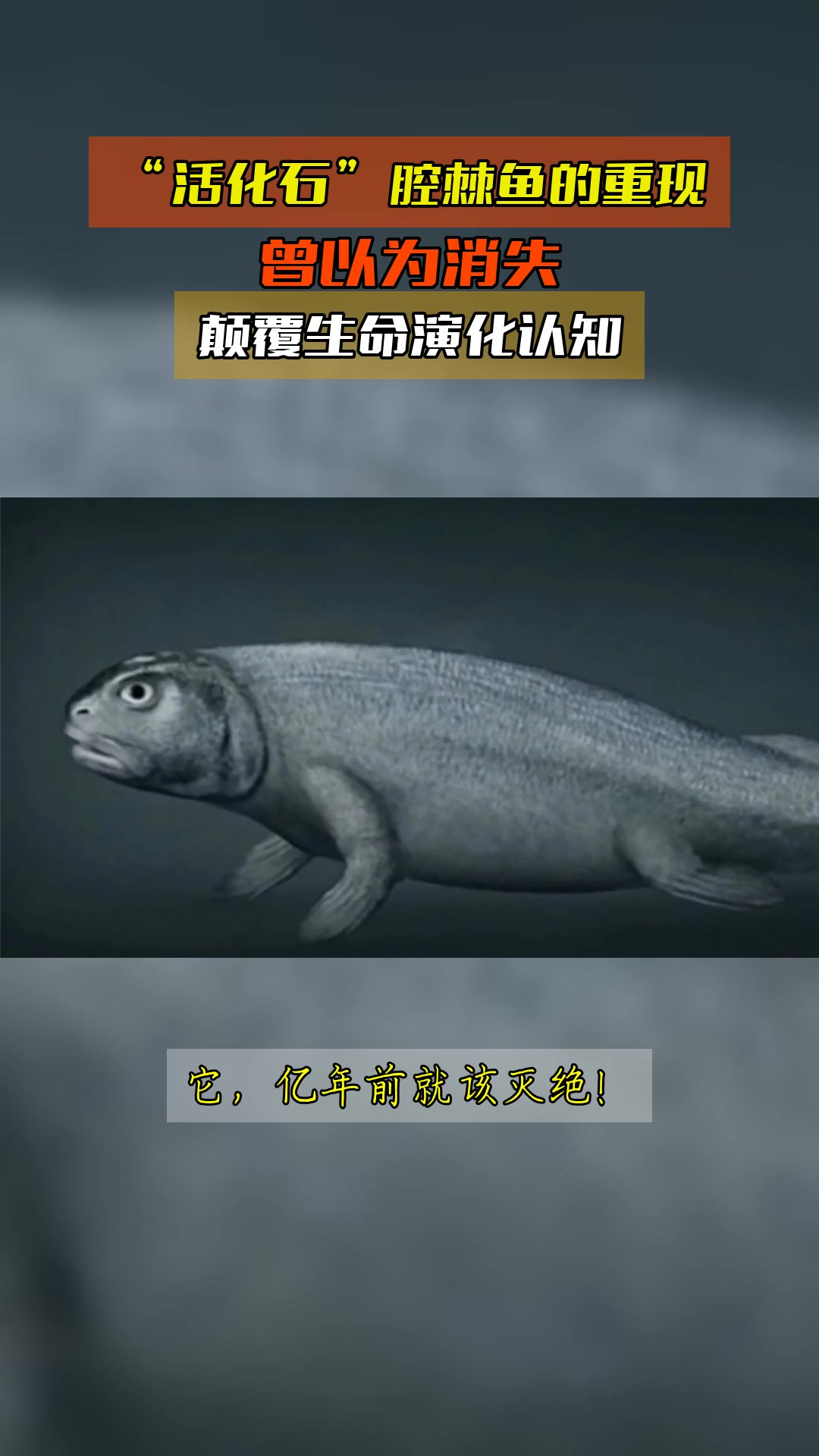 “活化石”腔棘鱼的重现，曾以为消失，颠覆生命演化认知