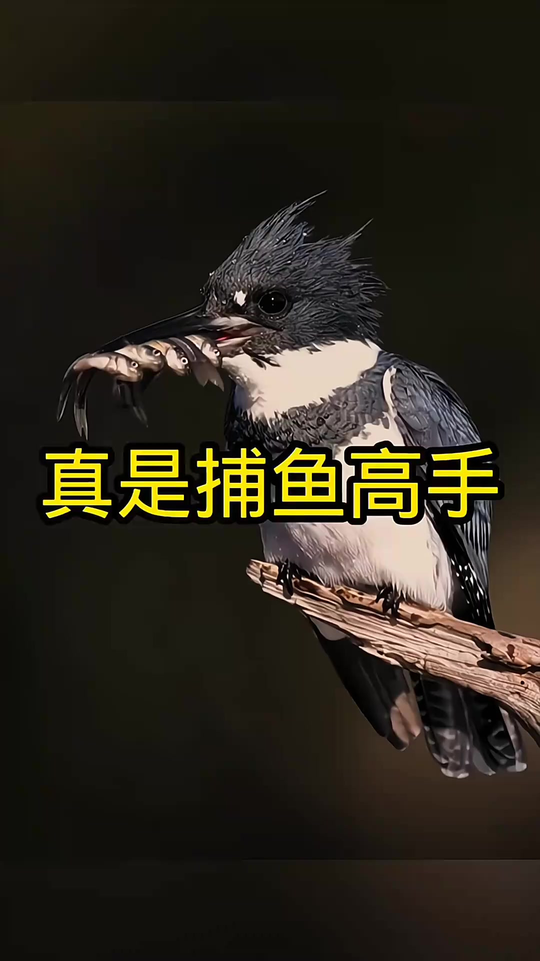 鸟儿真是个捕鱼高手～