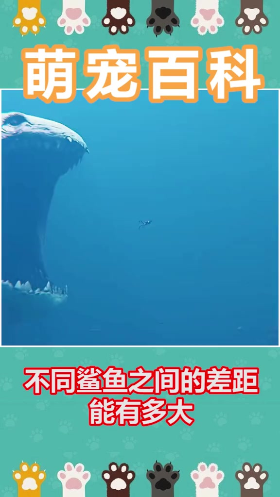 鲨鱼居然还有这么多种类！