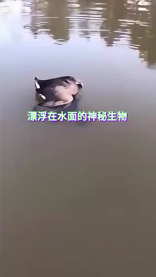 神秘生物漂浮在水面，引起了小哥的好奇，竟是癞蛤蟆想吃天鹅肉