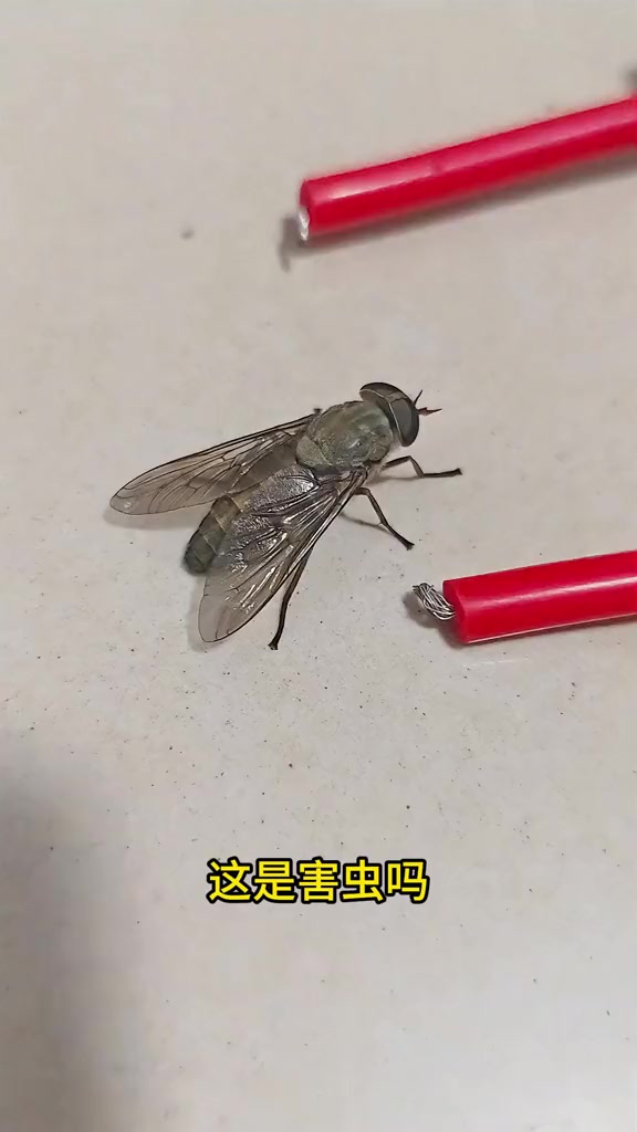 带你认识15种昆虫