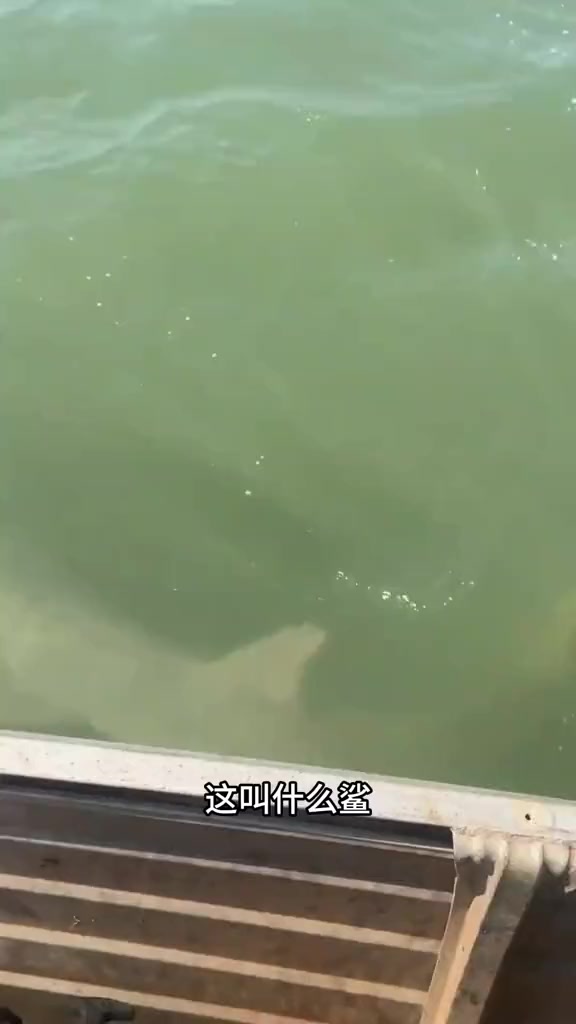 带你认识18种鲨鱼