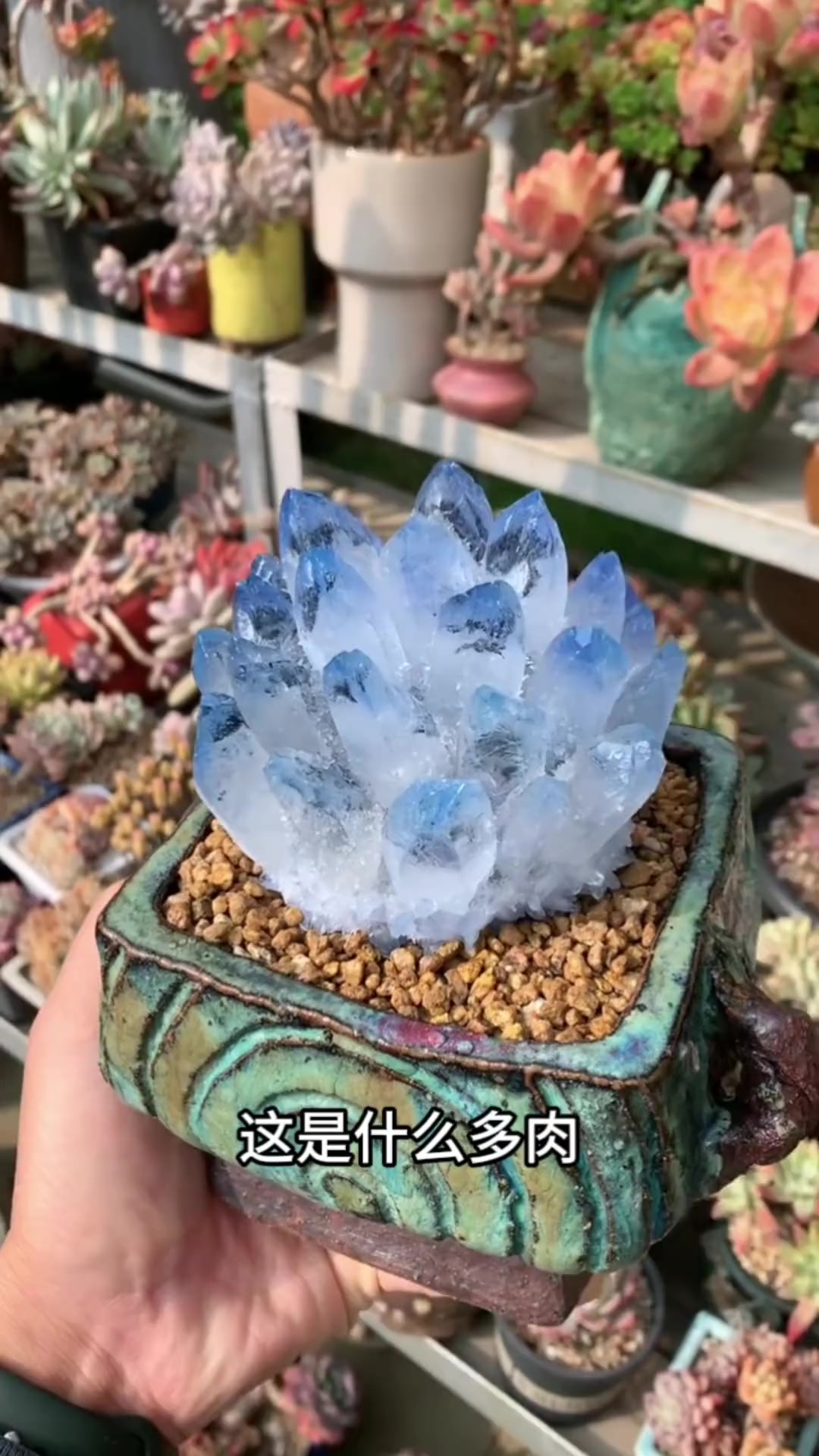 五颜六色的多肉你见过几种？这个是常见的多肉你一定见过，但是你不一定它叫什么名字猴哥带你认识