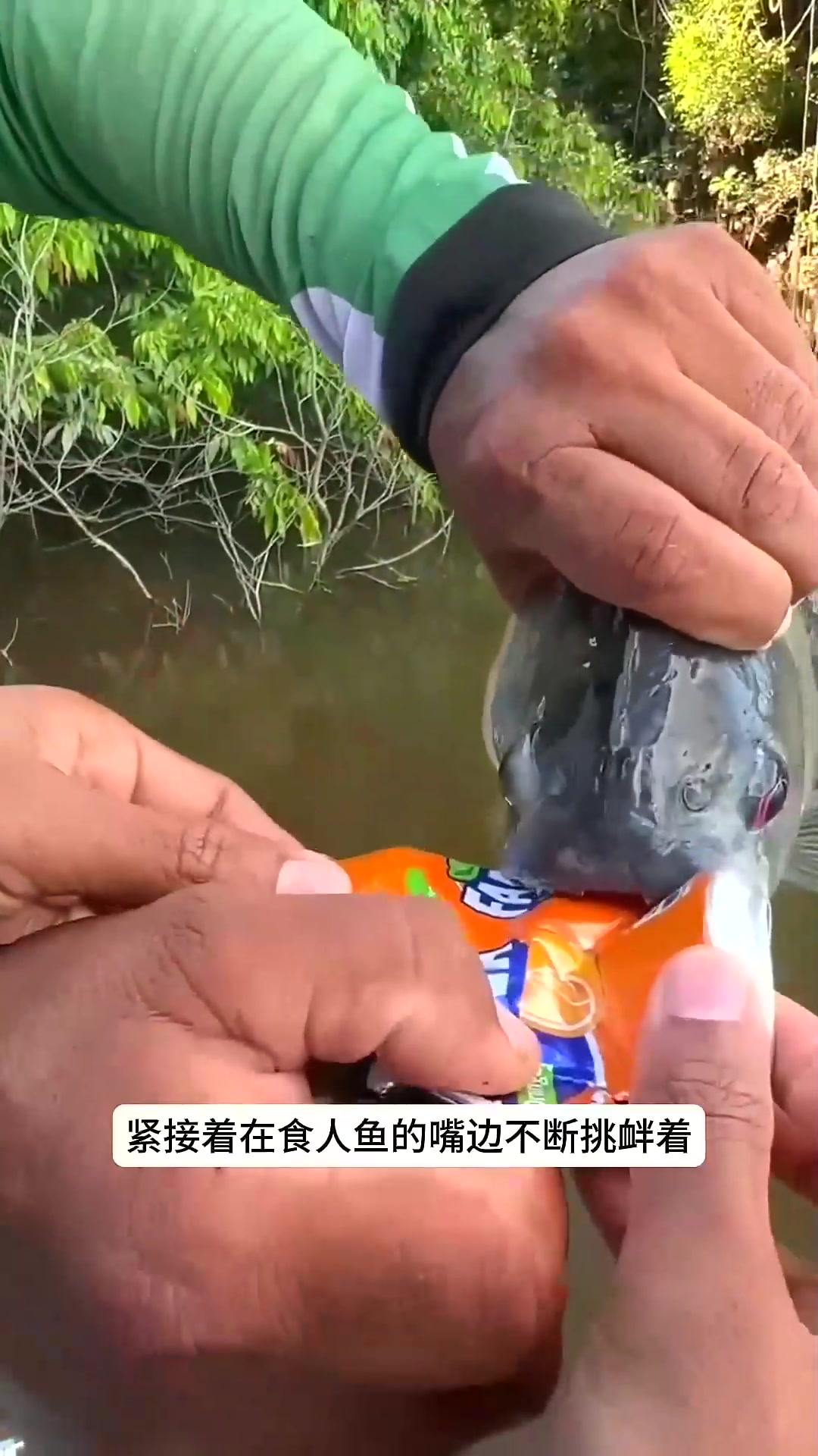  食人鱼的咬合力有多强