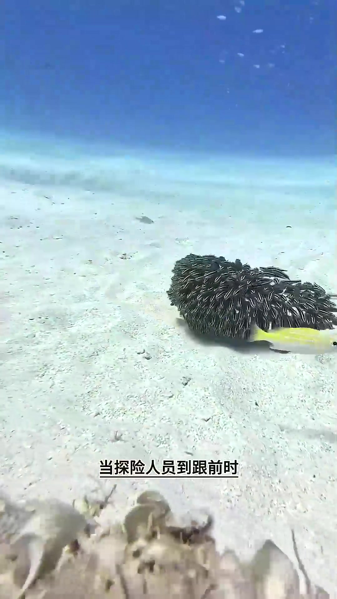 最奇怪的鱼群太有意思了