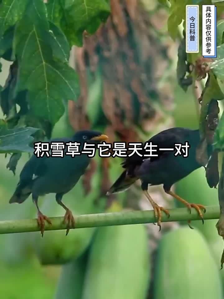 积雪草与它是天生一对,坚持1个月,击退增生疤,皮肤白白净净