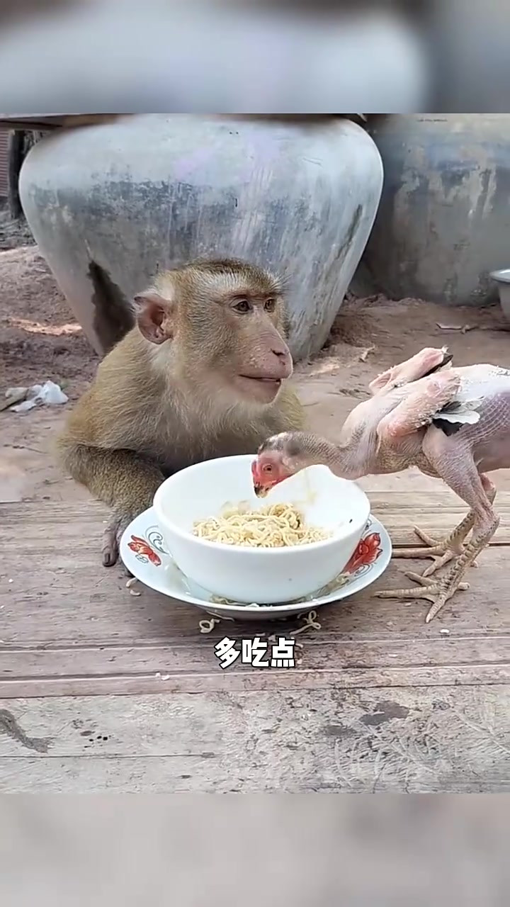 哎呀，这猴子手真欠，把鸡毛都拔光了！