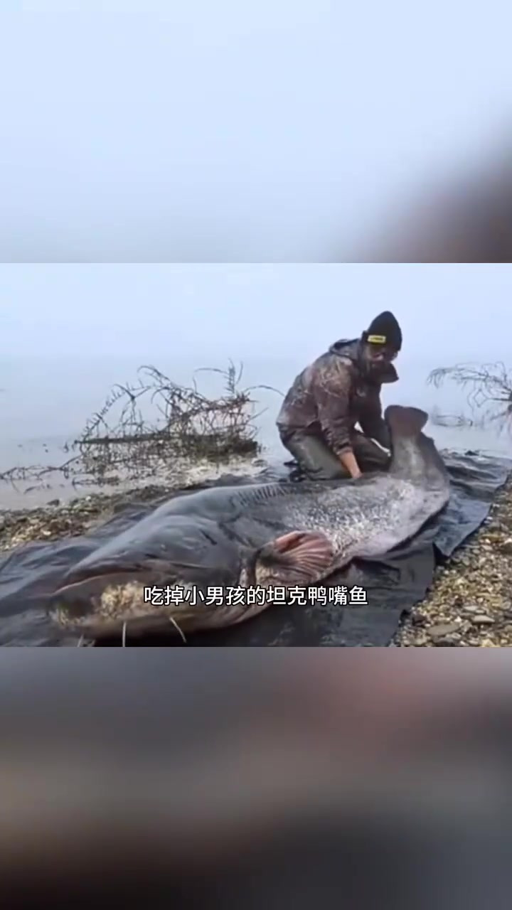 魁梧男子成功捕获一条庞大鸭嘴鲶鱼
