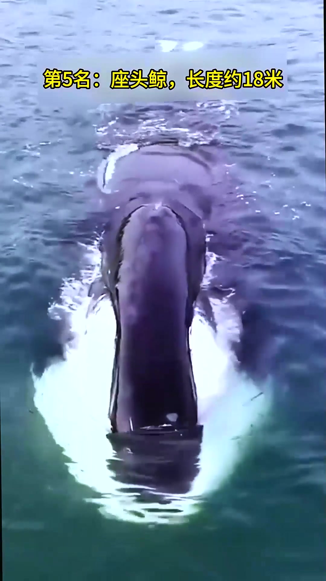  世界上最大的5种鲸鱼