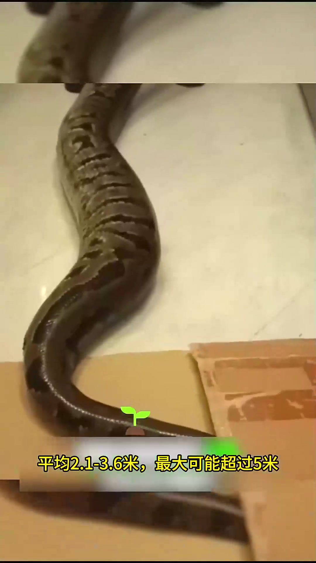  世界上体型最大的5种蛇