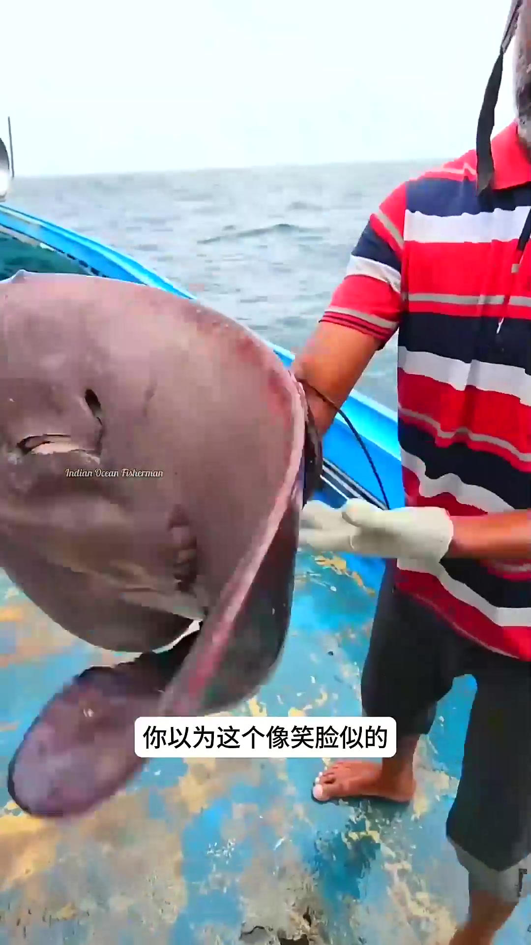  这是巨型黄貂鱼