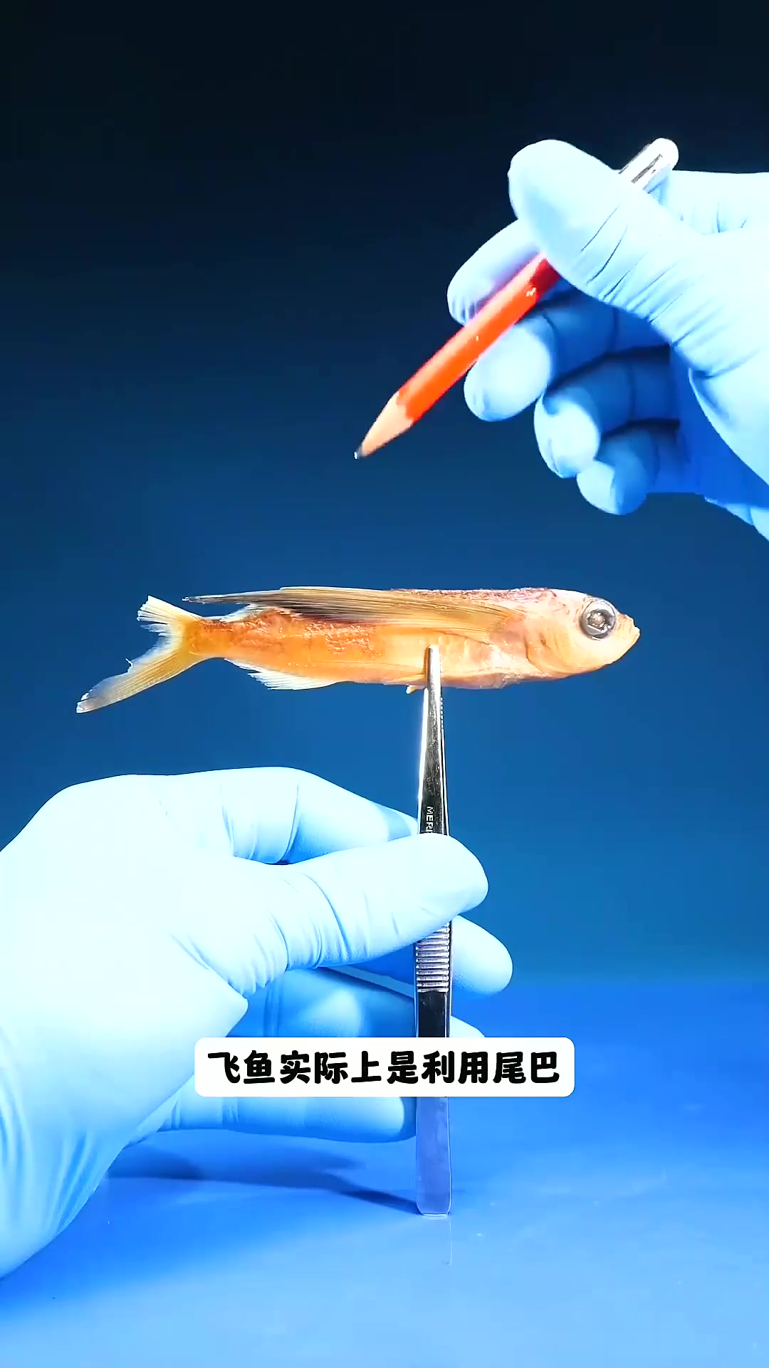  飞鱼是如何飞行的